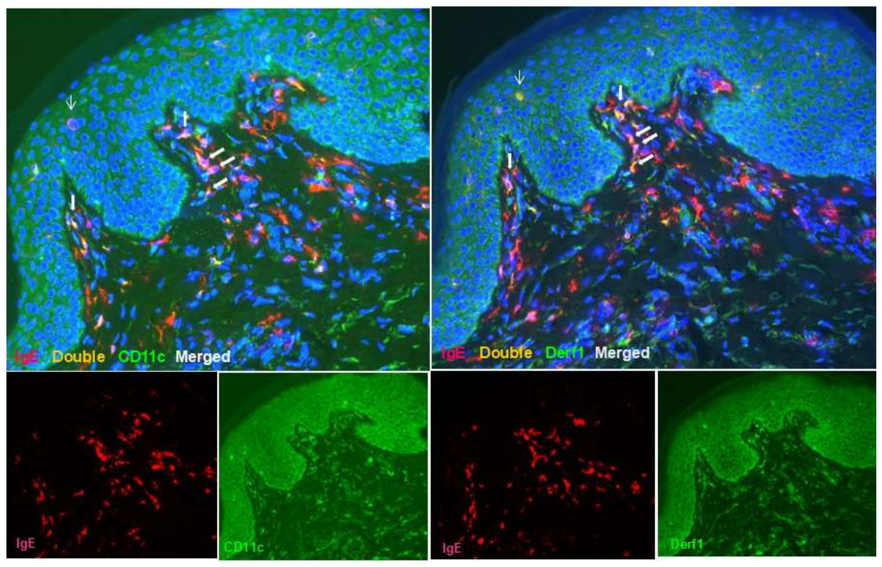 Preprints 211359 g003