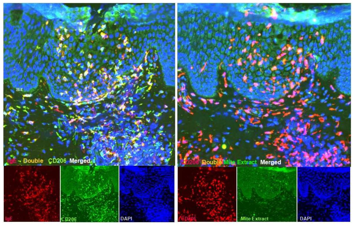 Preprints 211359 g004