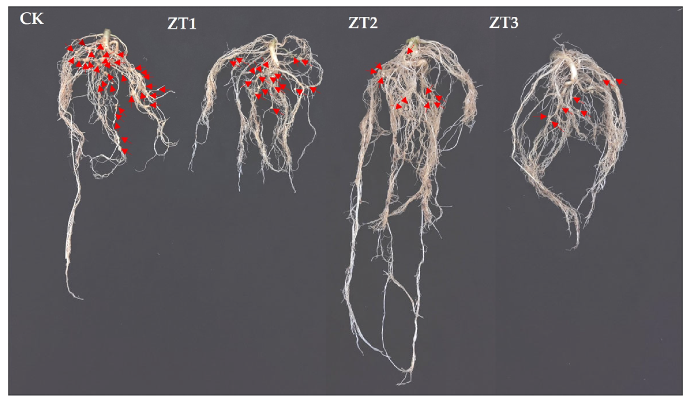 Preprints 164608 g007