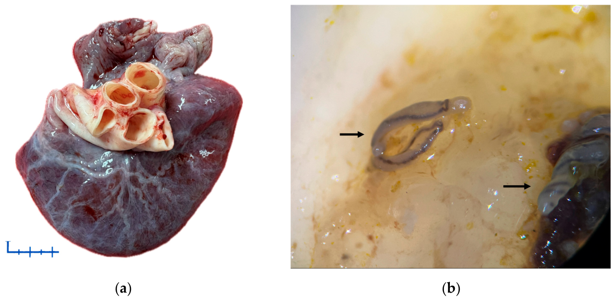 Preprints 211303 g003
