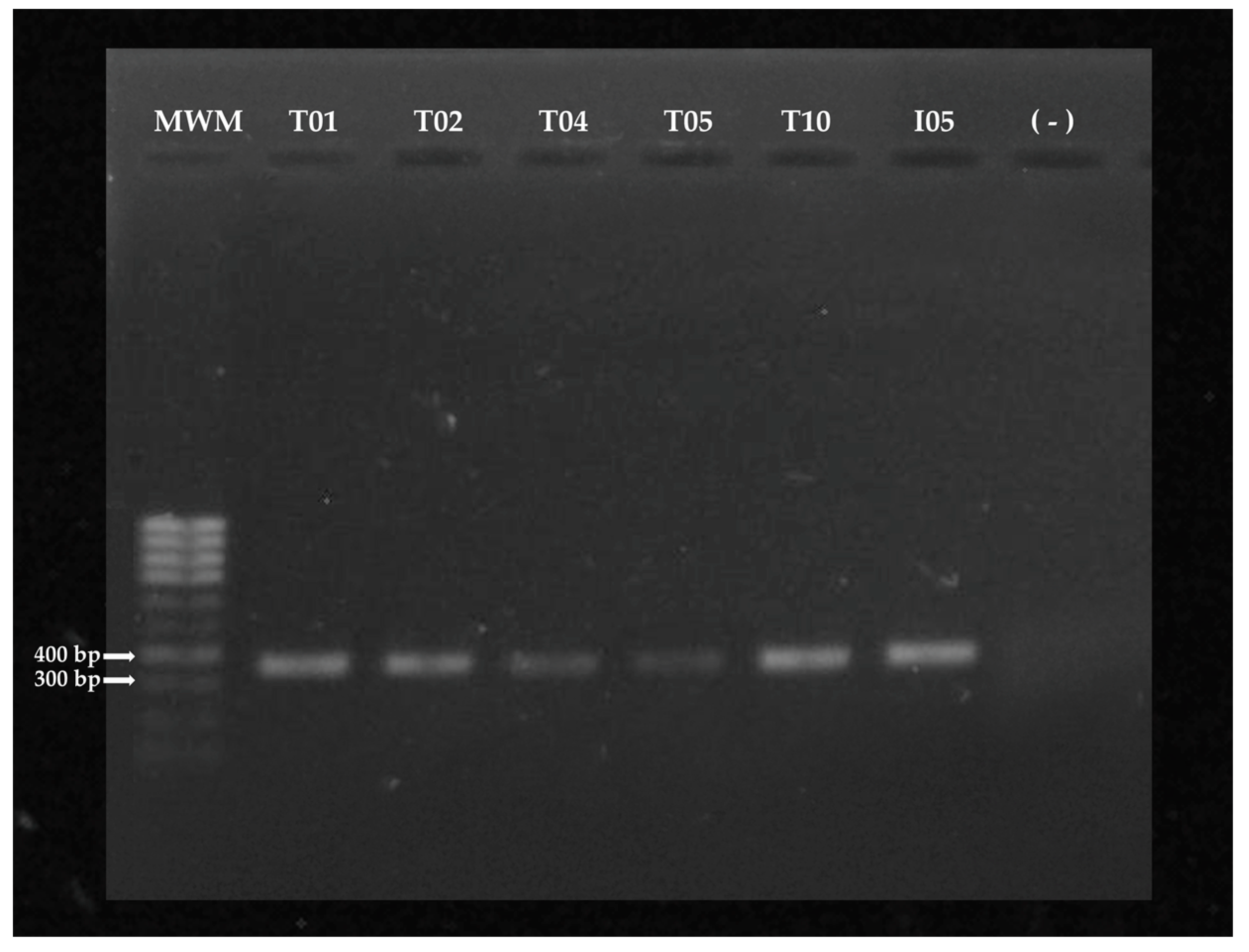 Preprints 82244 g002