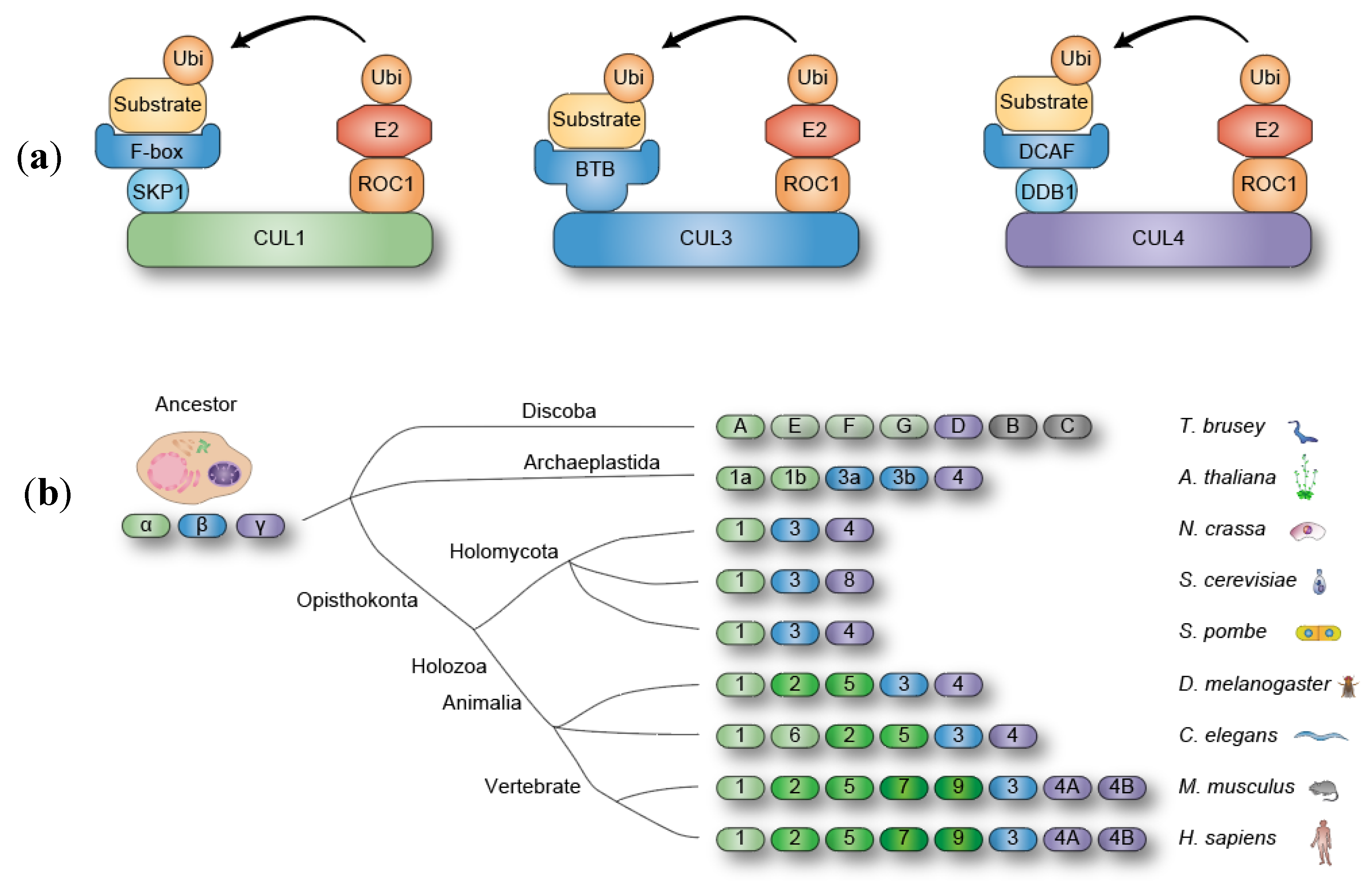 Preprints 140317 g001