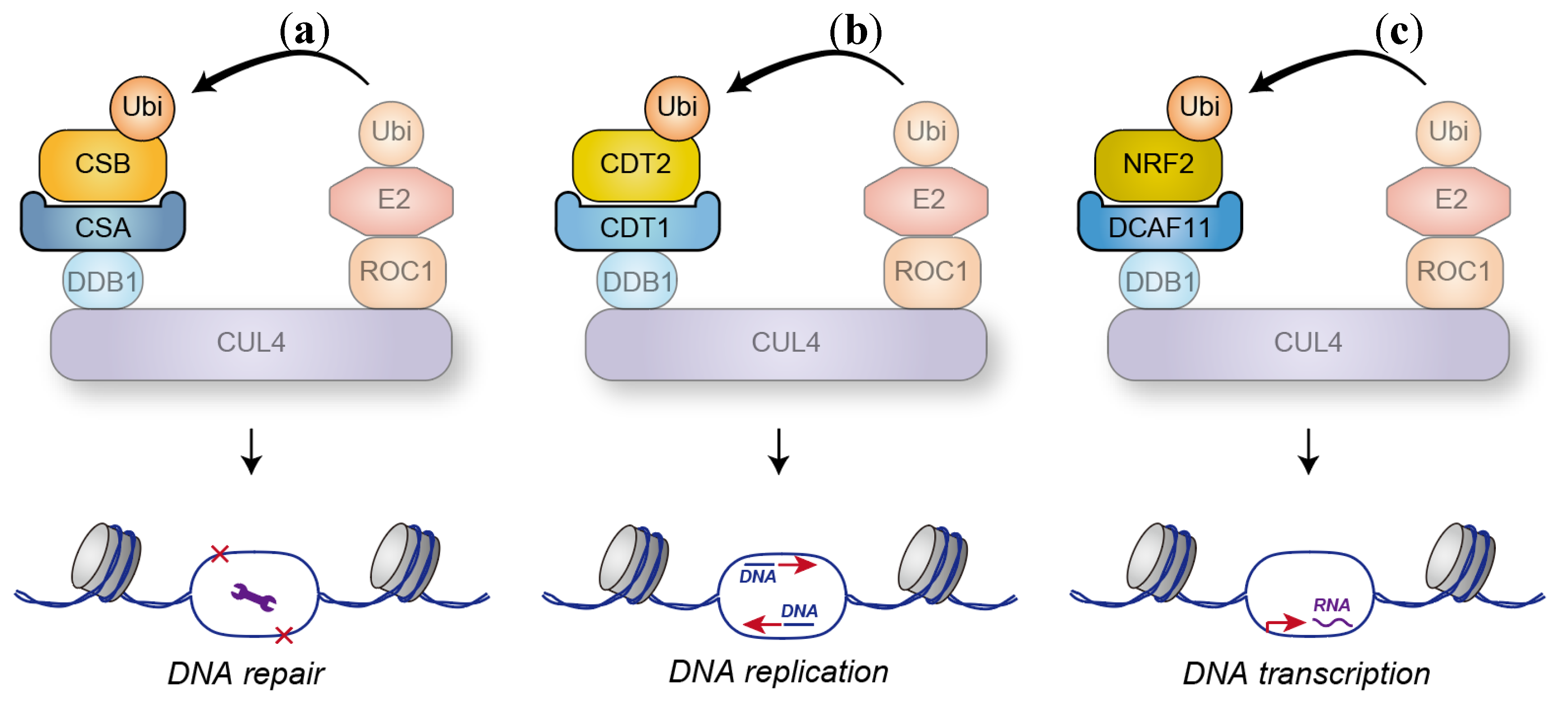 Preprints 140317 g002