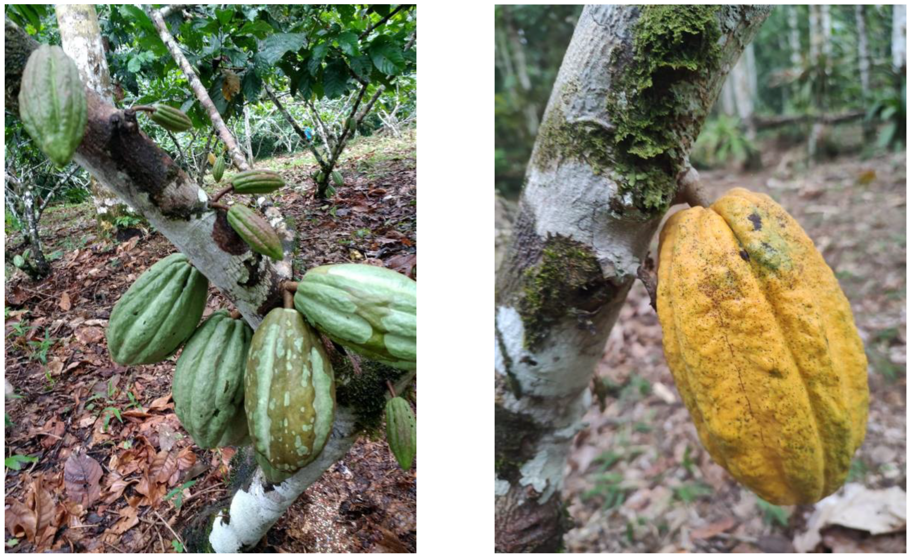 Preprints 144440 g001a