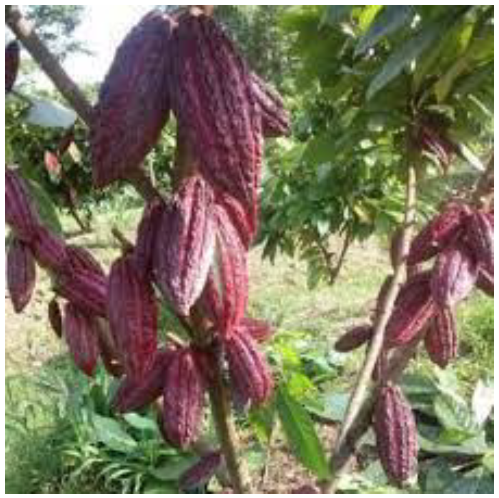 Preprints 144440 g001b