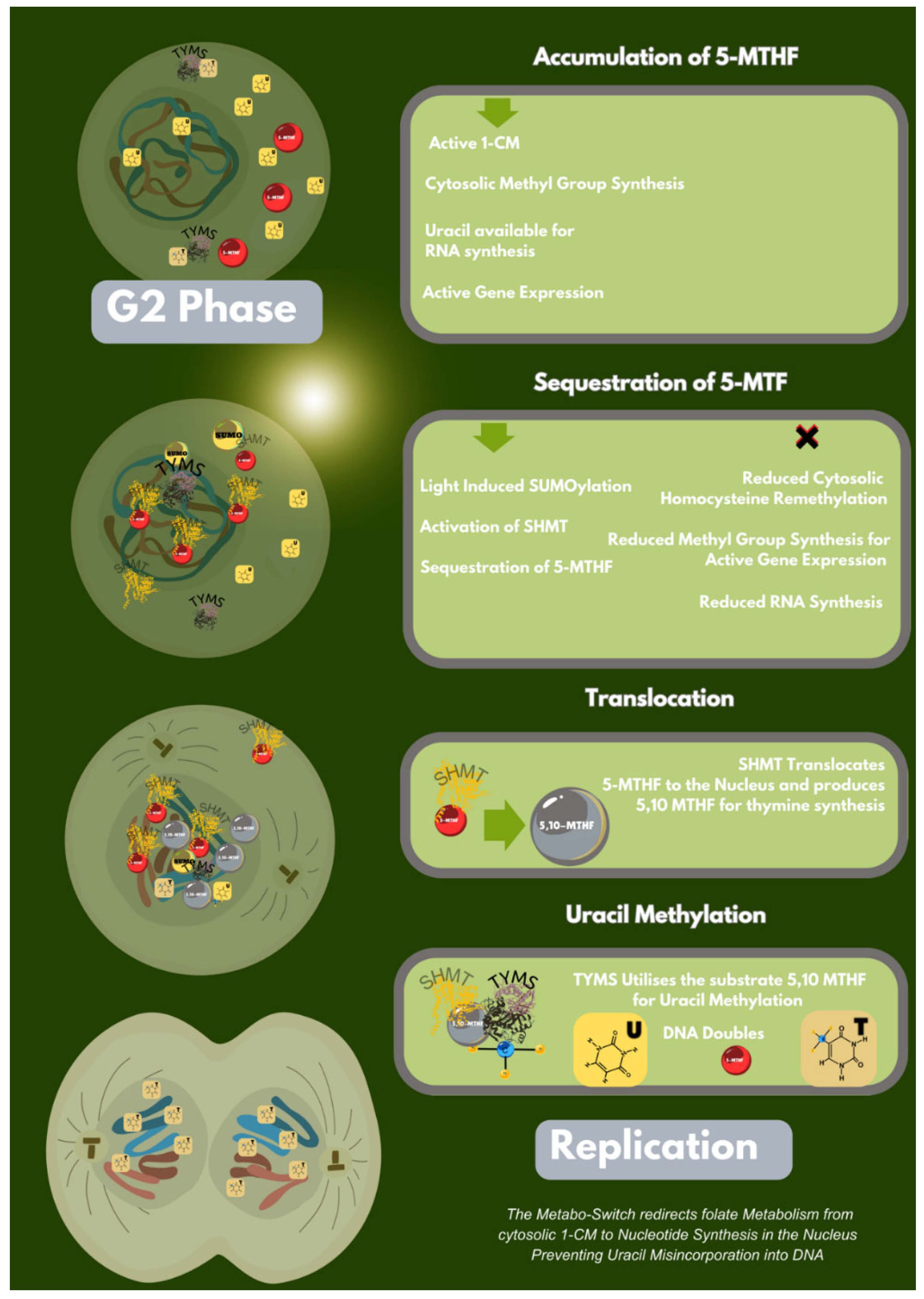 Preprints 152477 g001