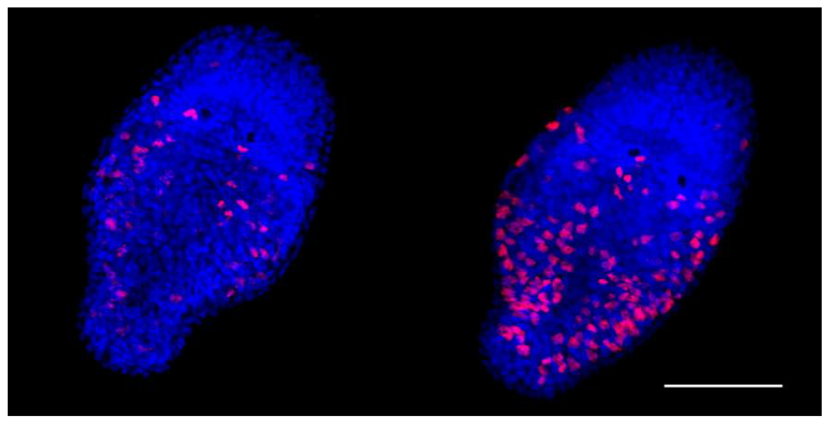 Preprints 188844 g001