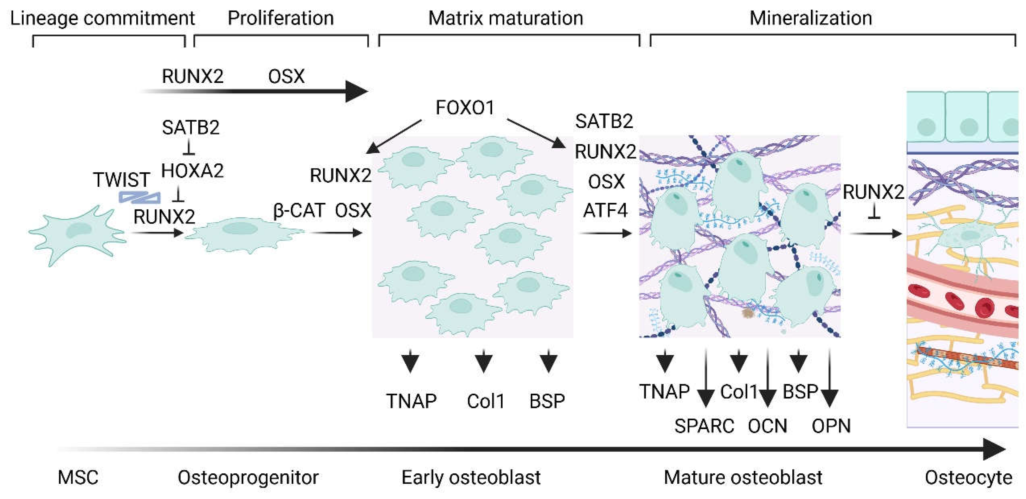 Preprints 154427 g001