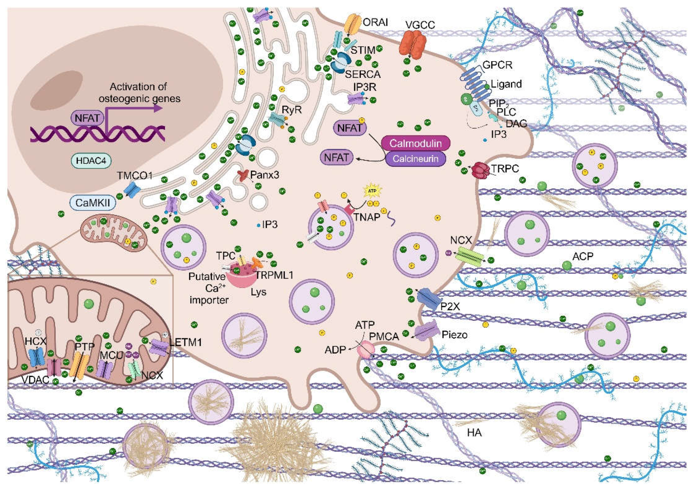 Preprints 154427 g002