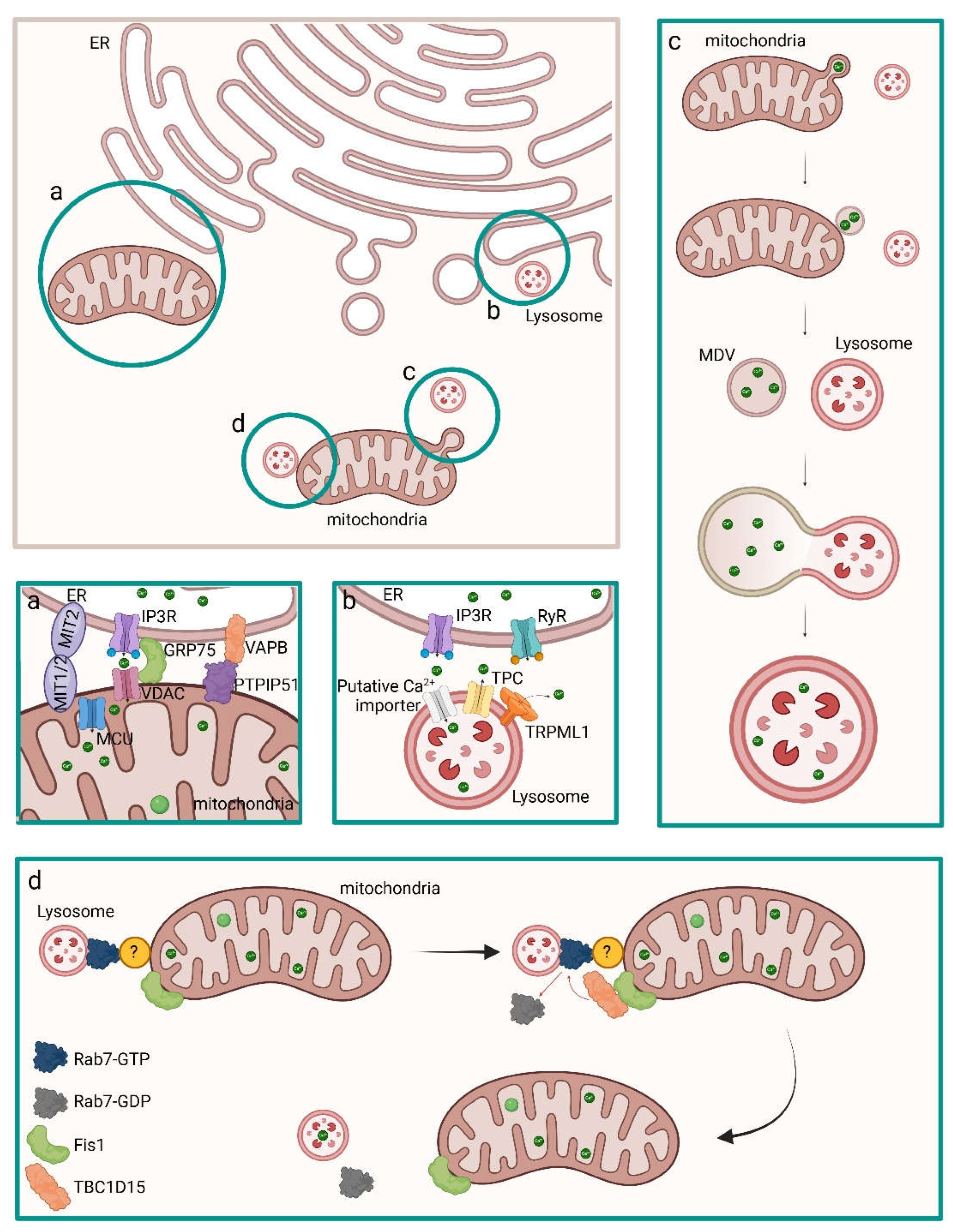 Preprints 154427 g003