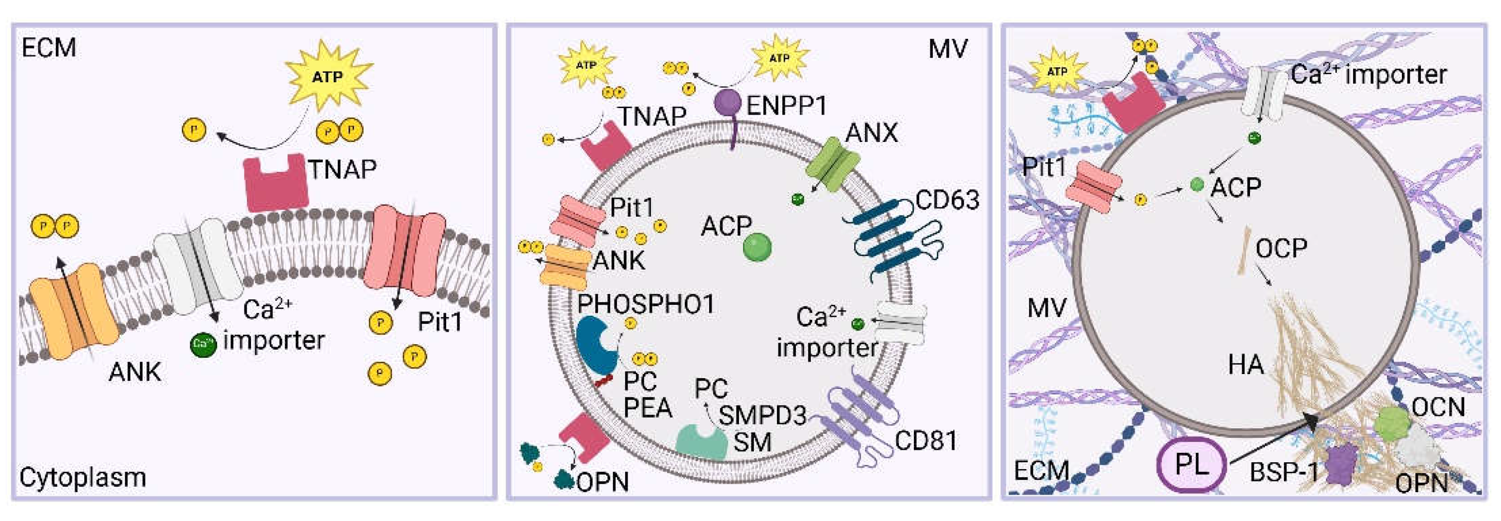 Preprints 154427 g004