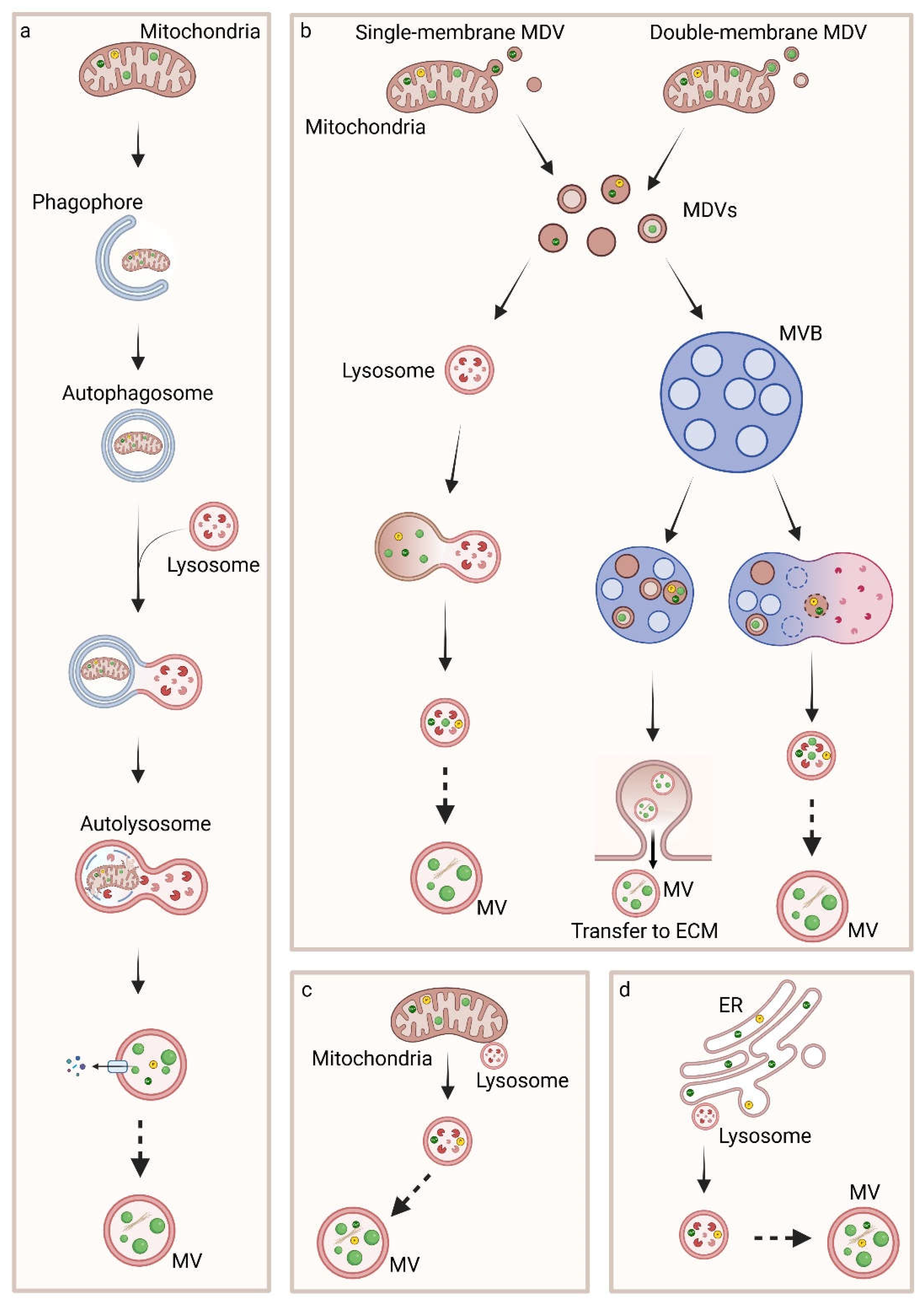 Preprints 154427 g005