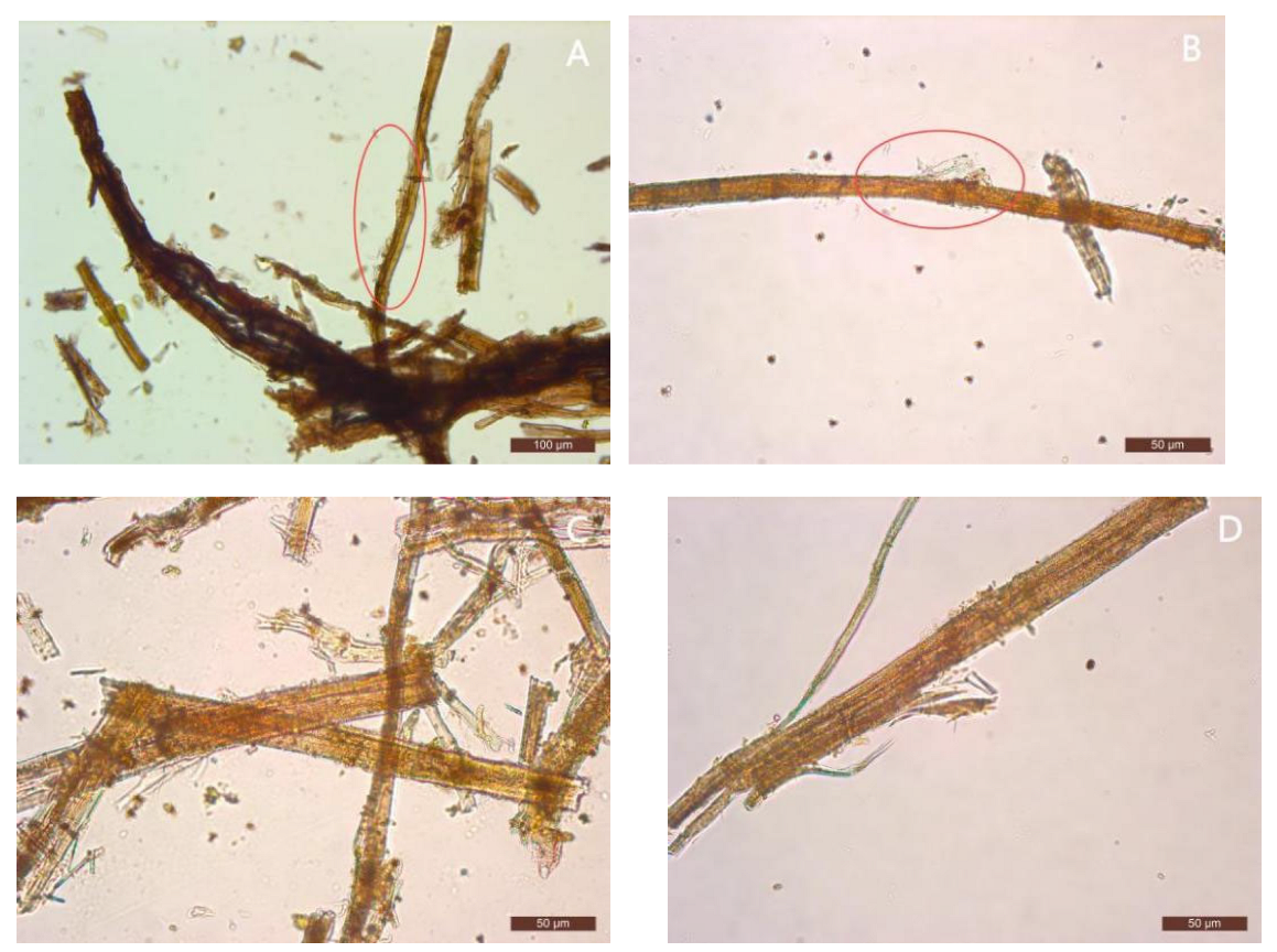 Preprints 175493 g005