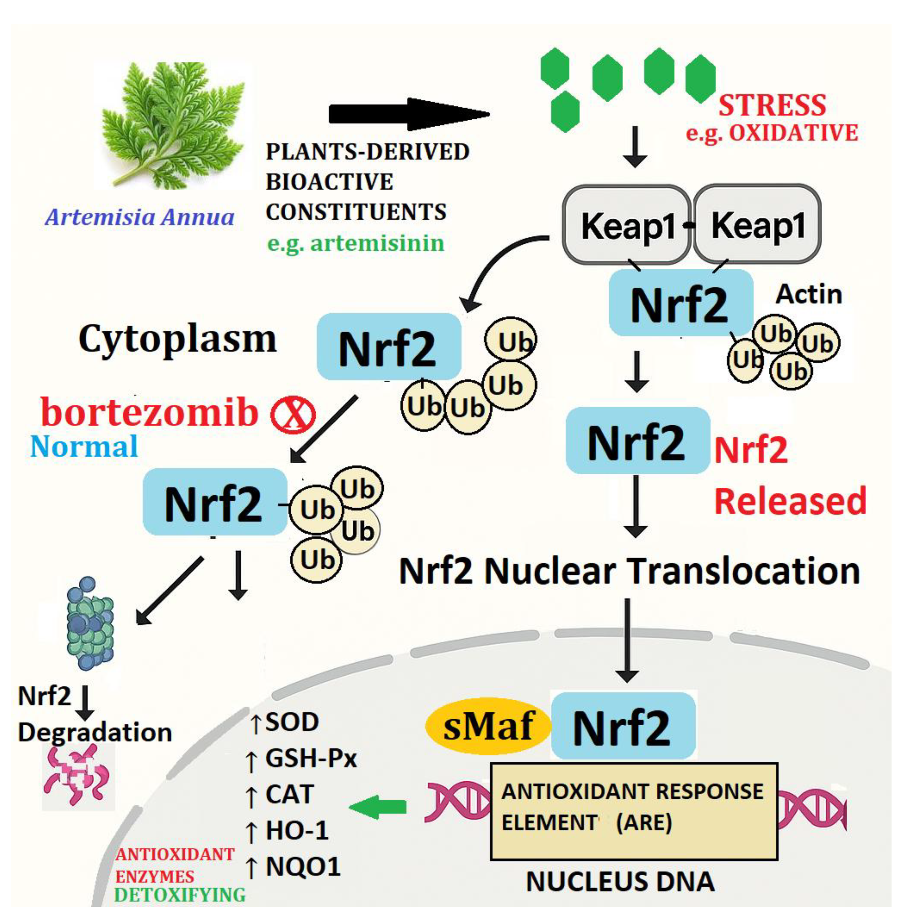 Preprints 172472 g002