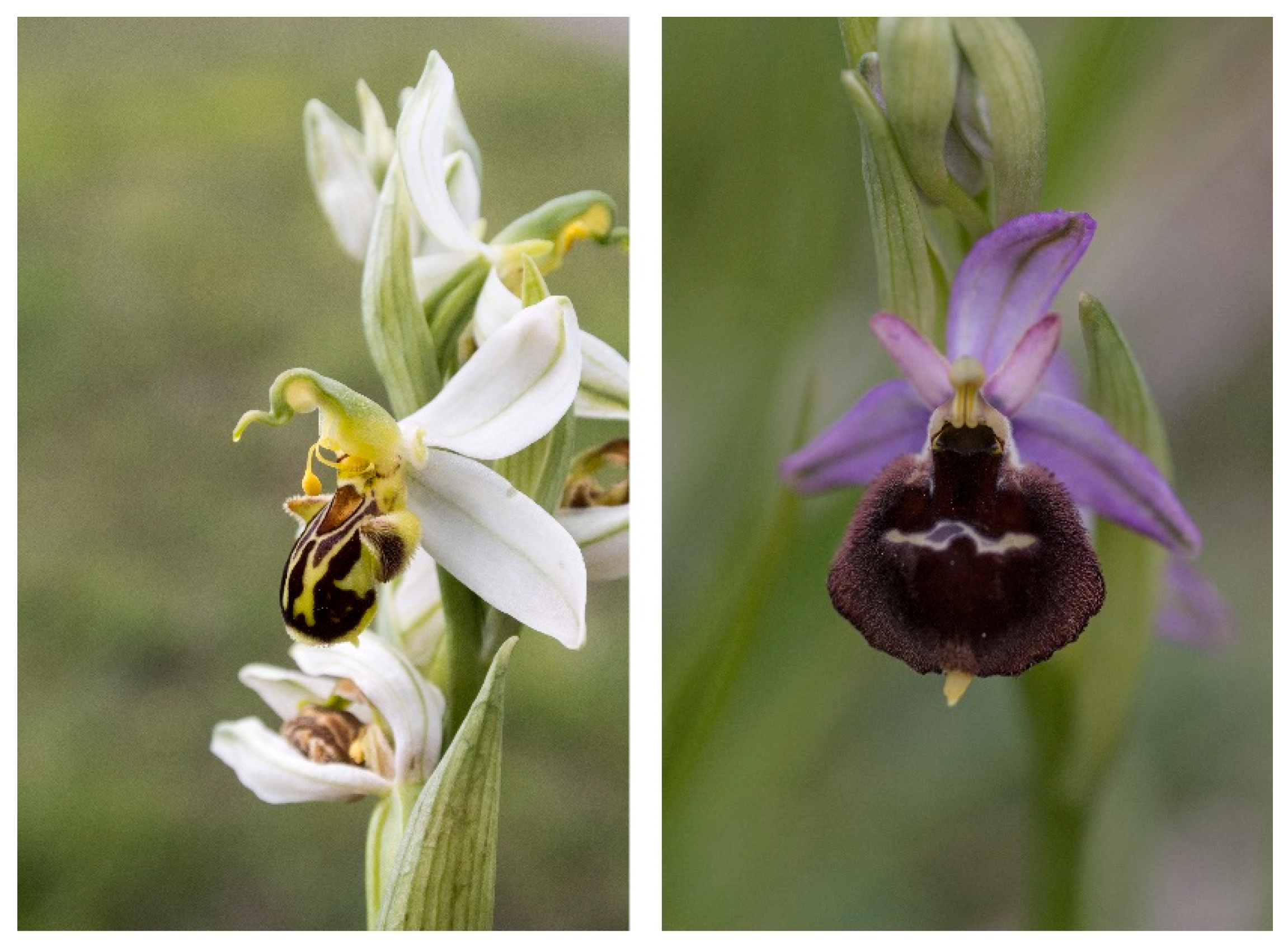 Preprints 87230 g001