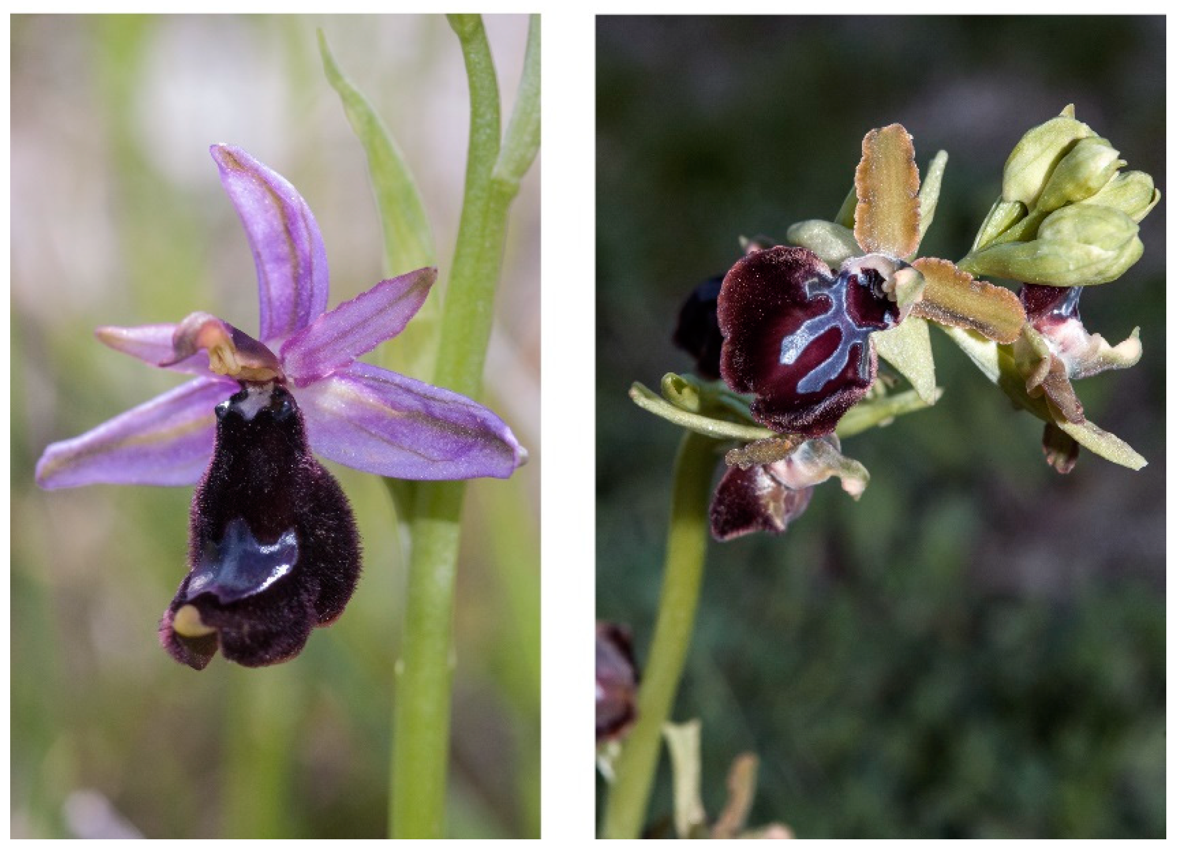 Preprints 87230 g002