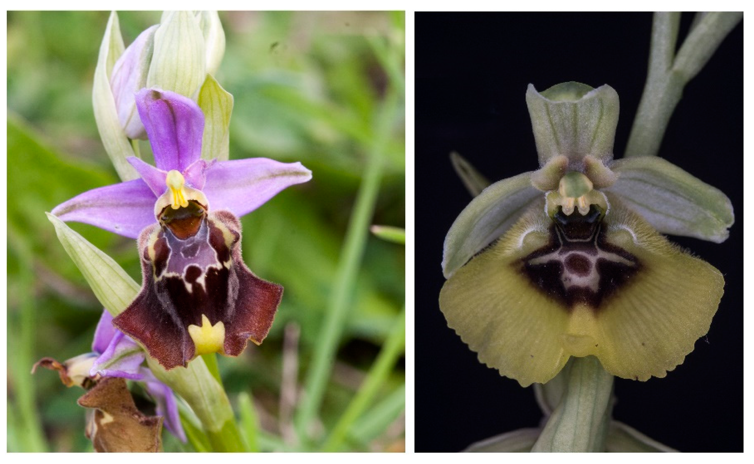 Preprints 87230 g003