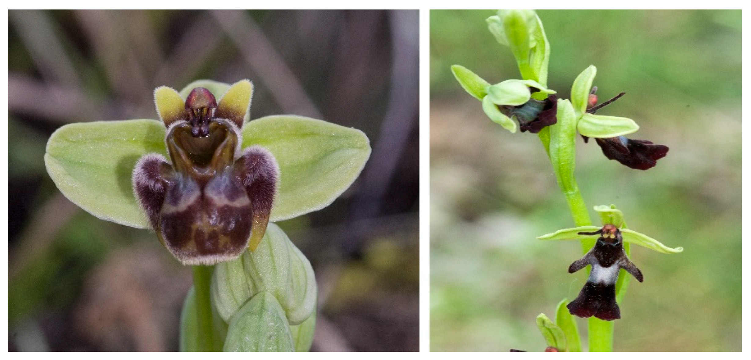 Preprints 87230 g004