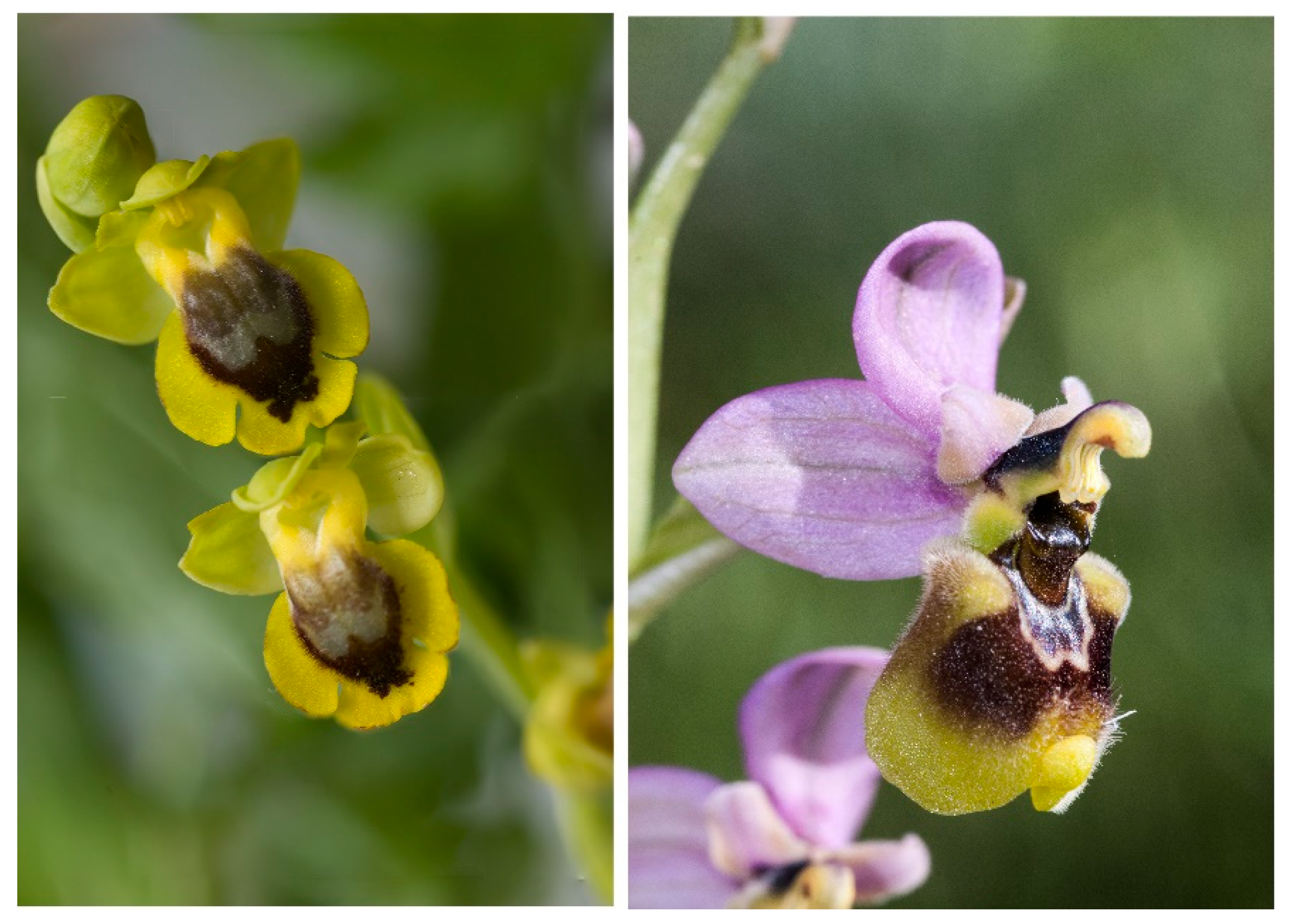 Preprints 87230 g005