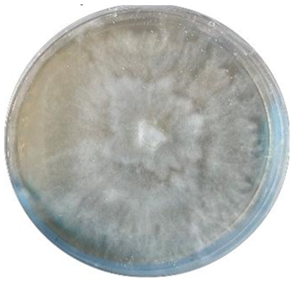 Preprints 103073 g006