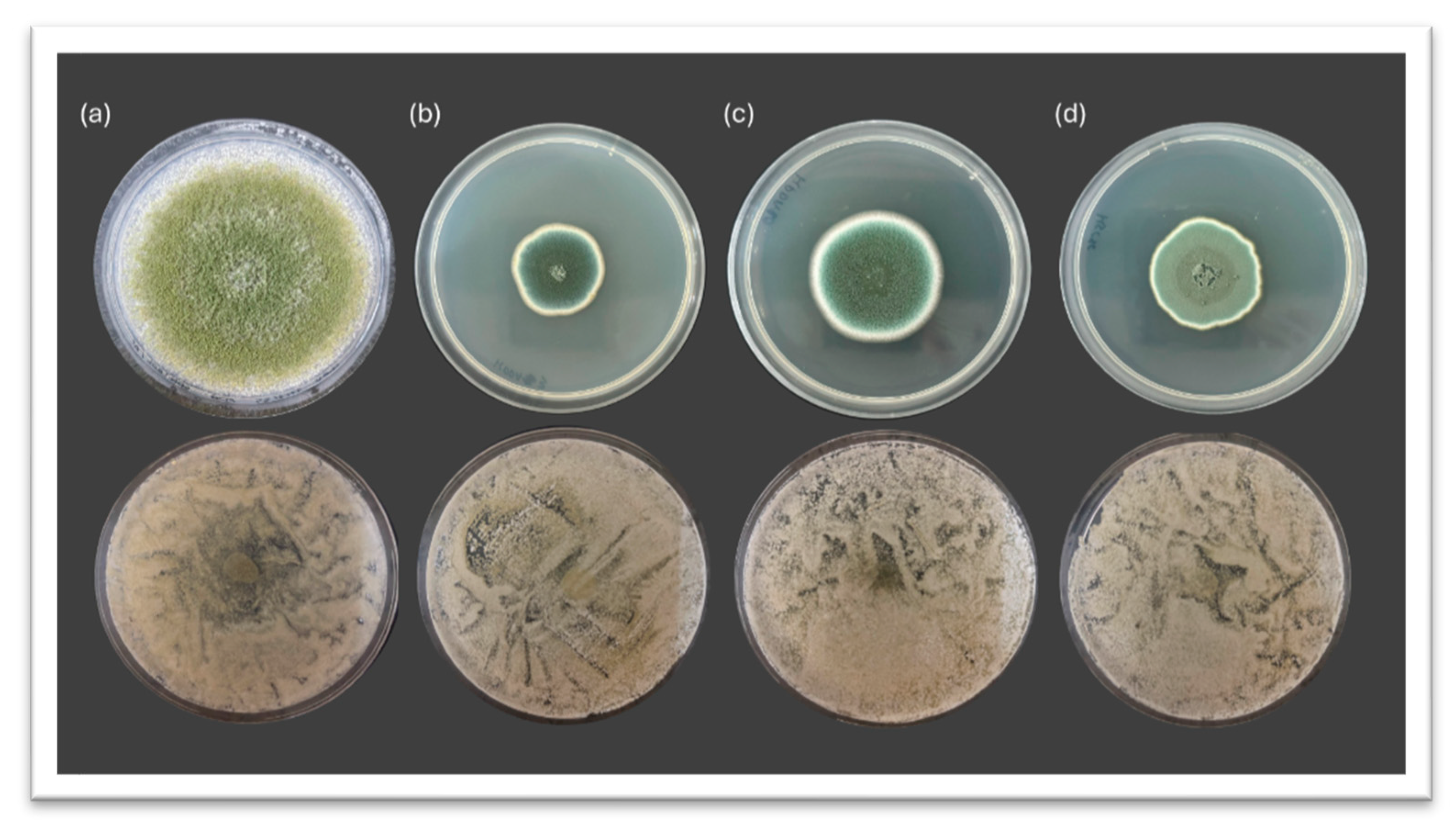 Preprints 173075 g001