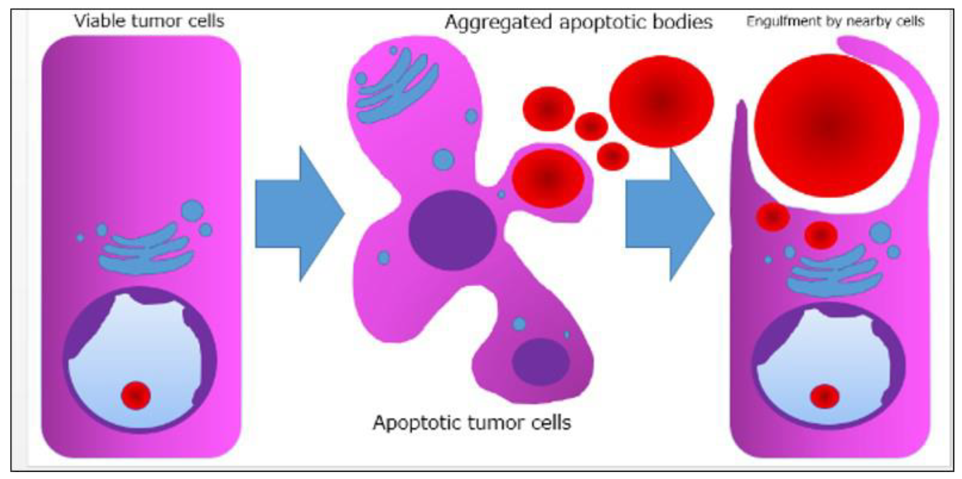 Preprints 162446 g006