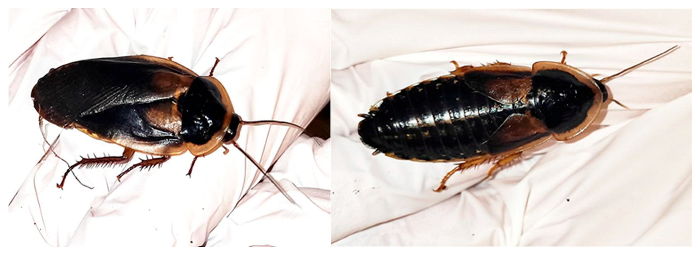 Preprints 196615 g001