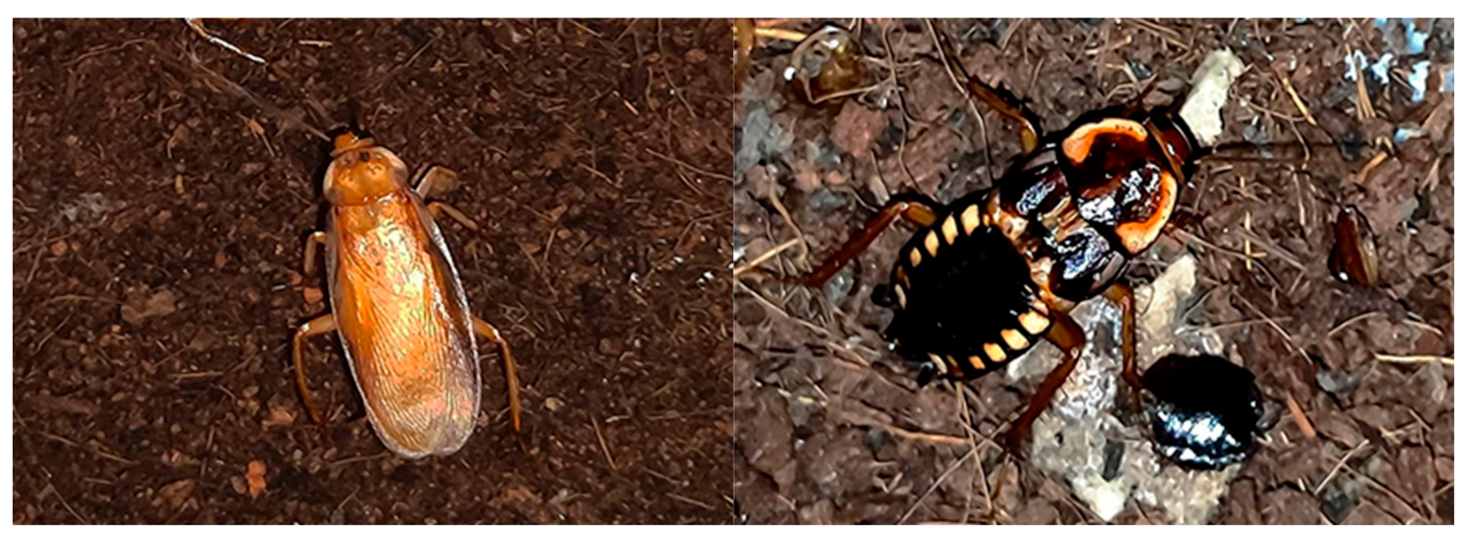 Preprints 196615 g002