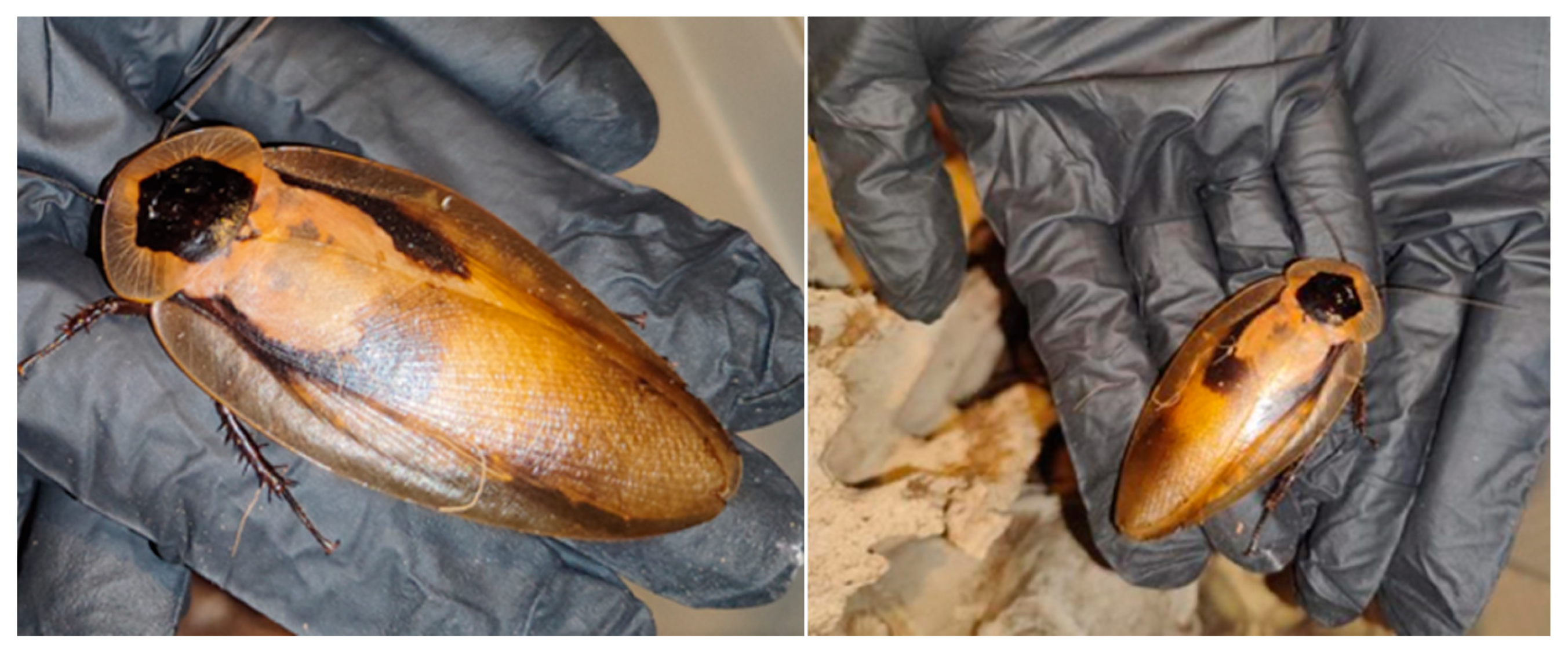 Preprints 196615 g003