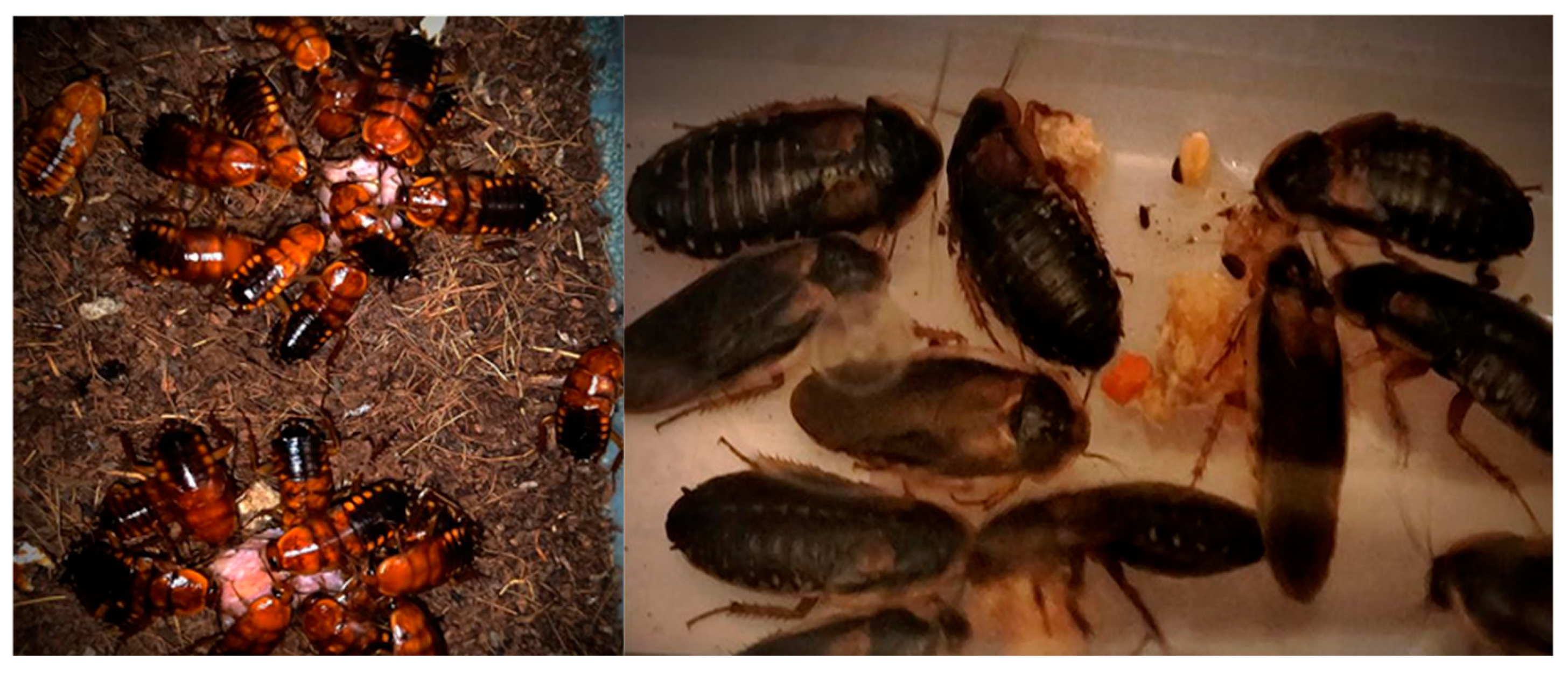 Preprints 196615 g005