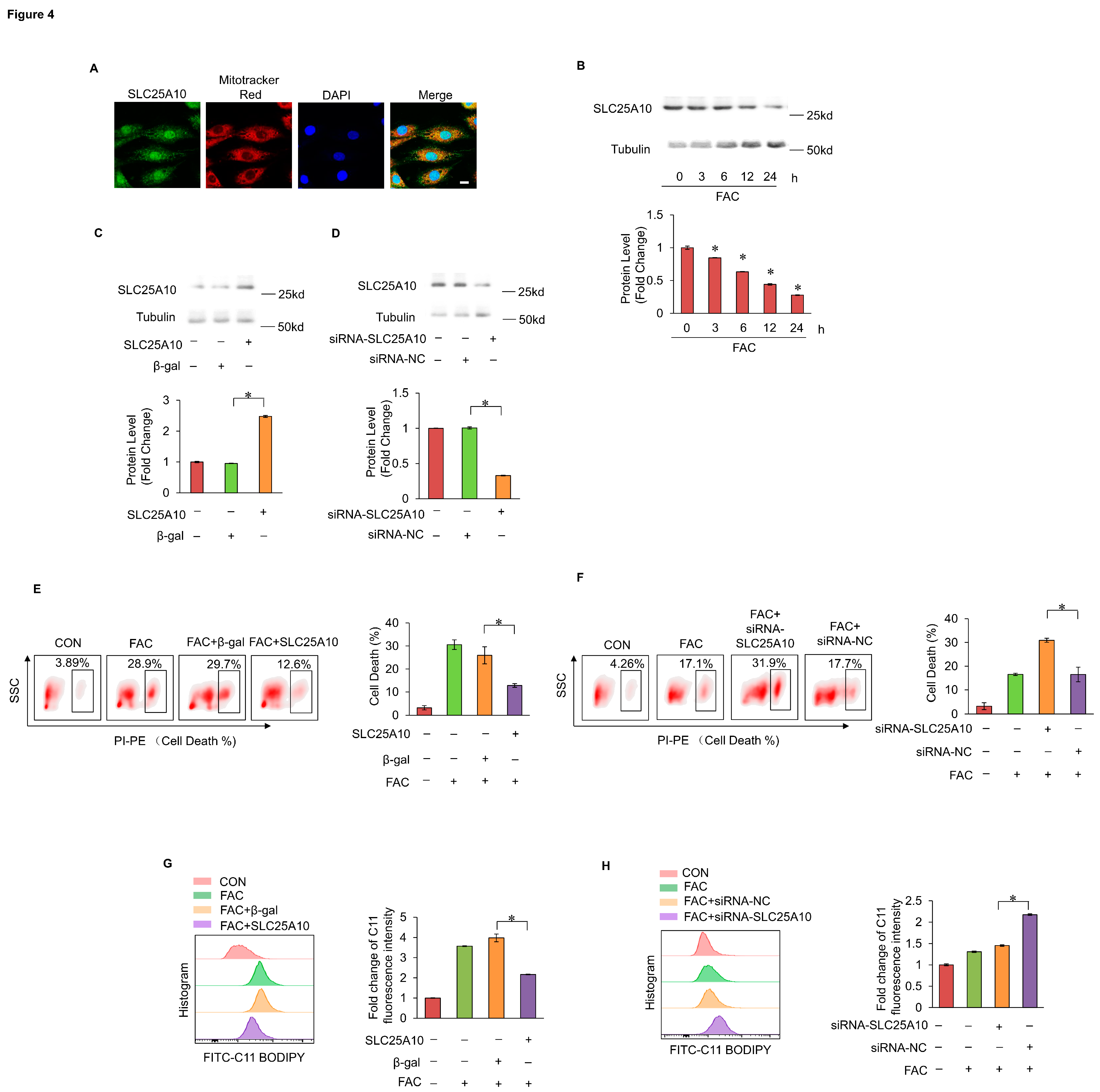 美波 MPV17 Prevented Myocardial Ferroptosis and Ischemic Cardiac Injury