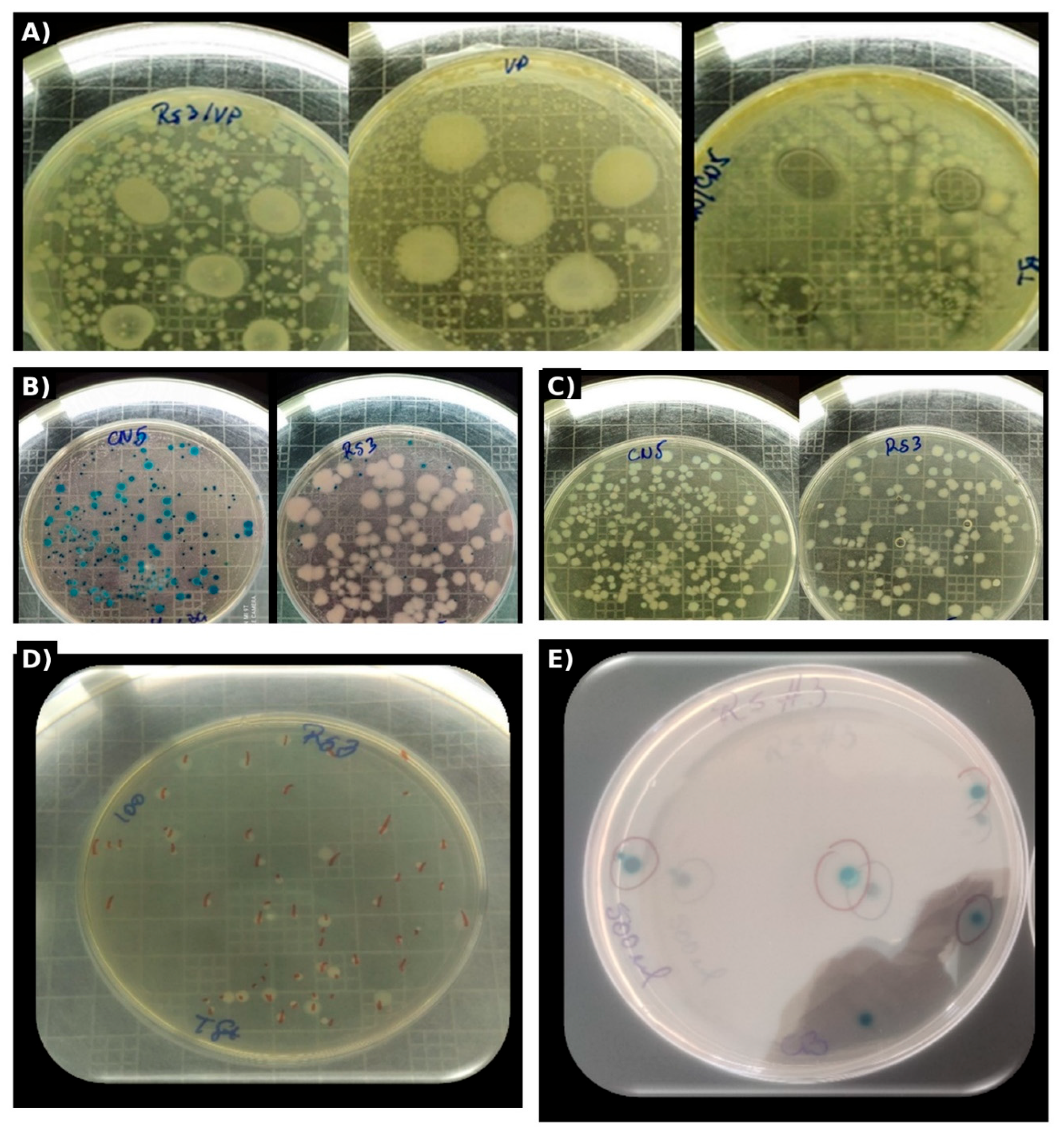 Preprints 197320 g001