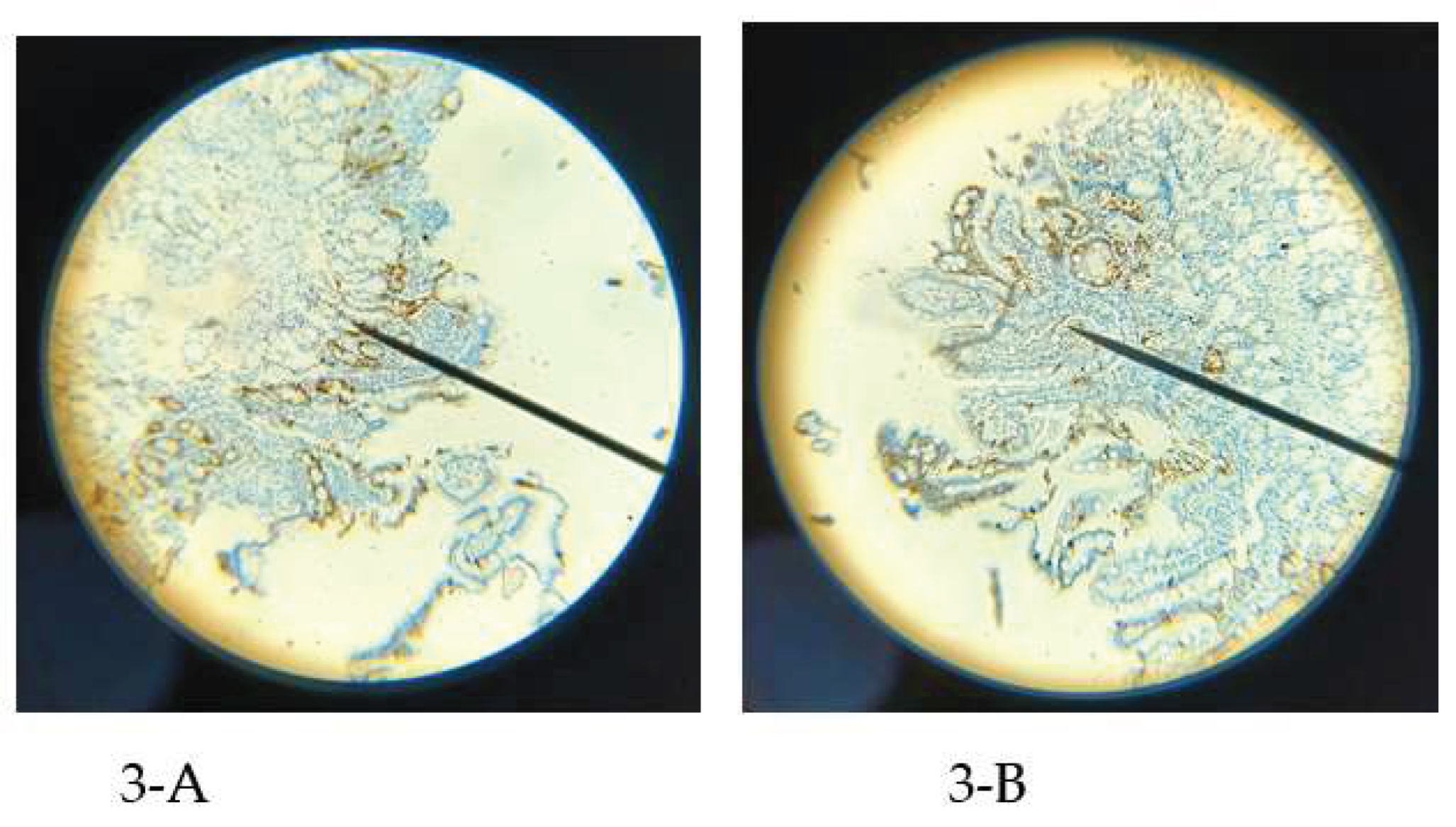 Preprints 172056 g003
