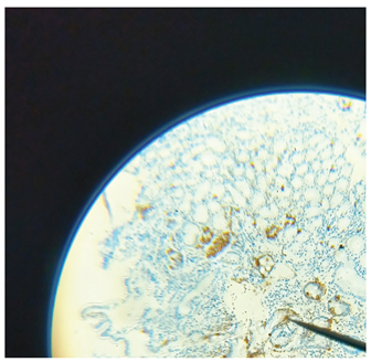 Preprints 172056 i002