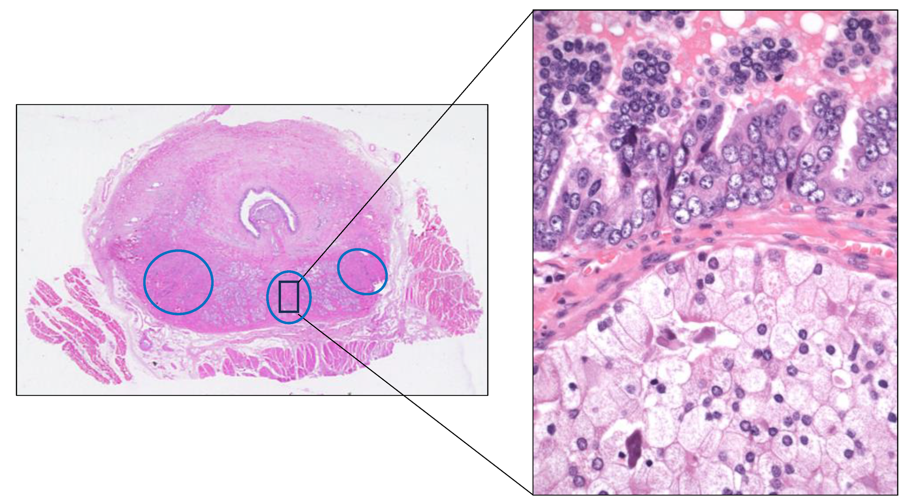 Preprints 151098 g009