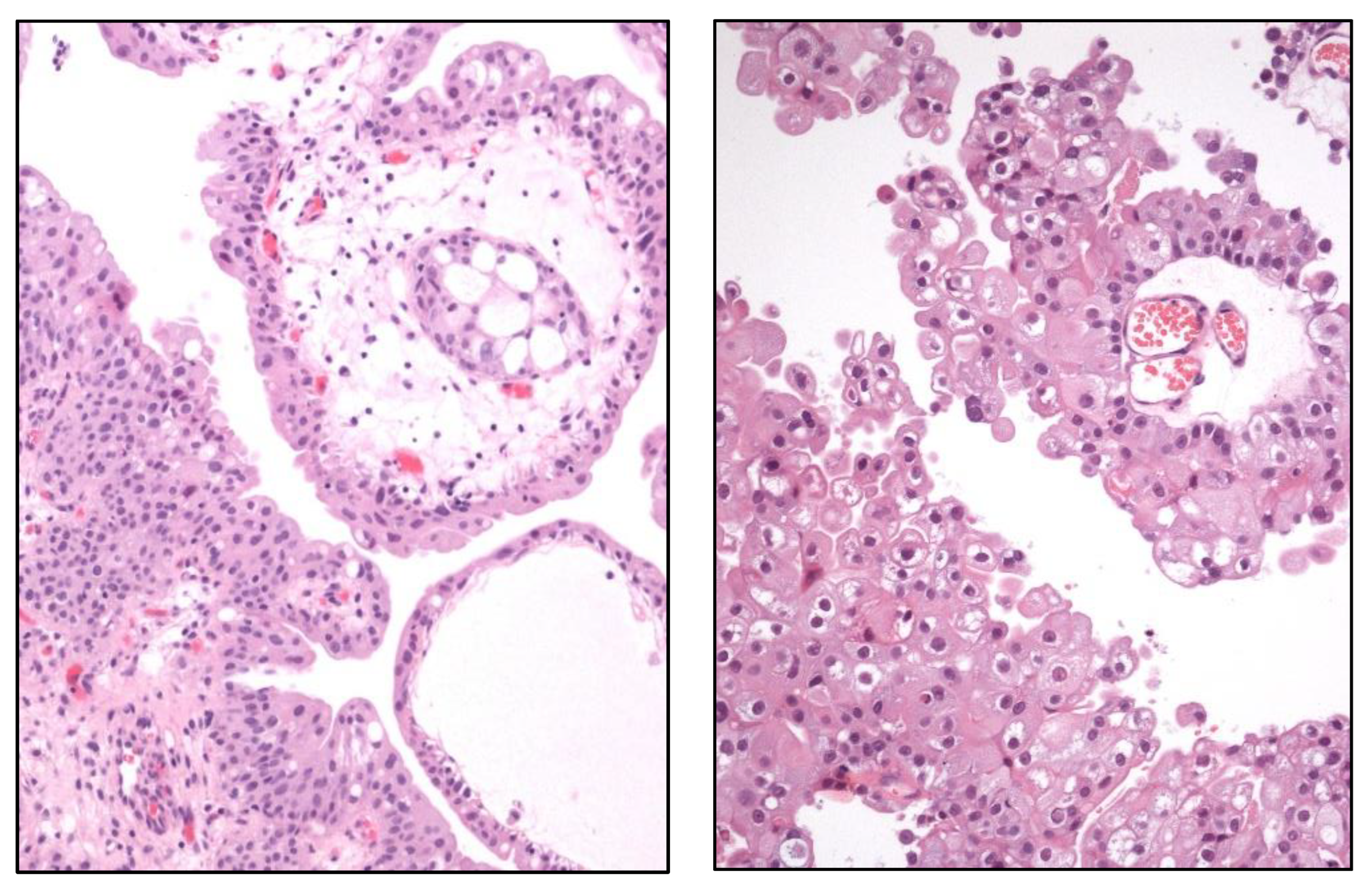 Preprints 151098 g010