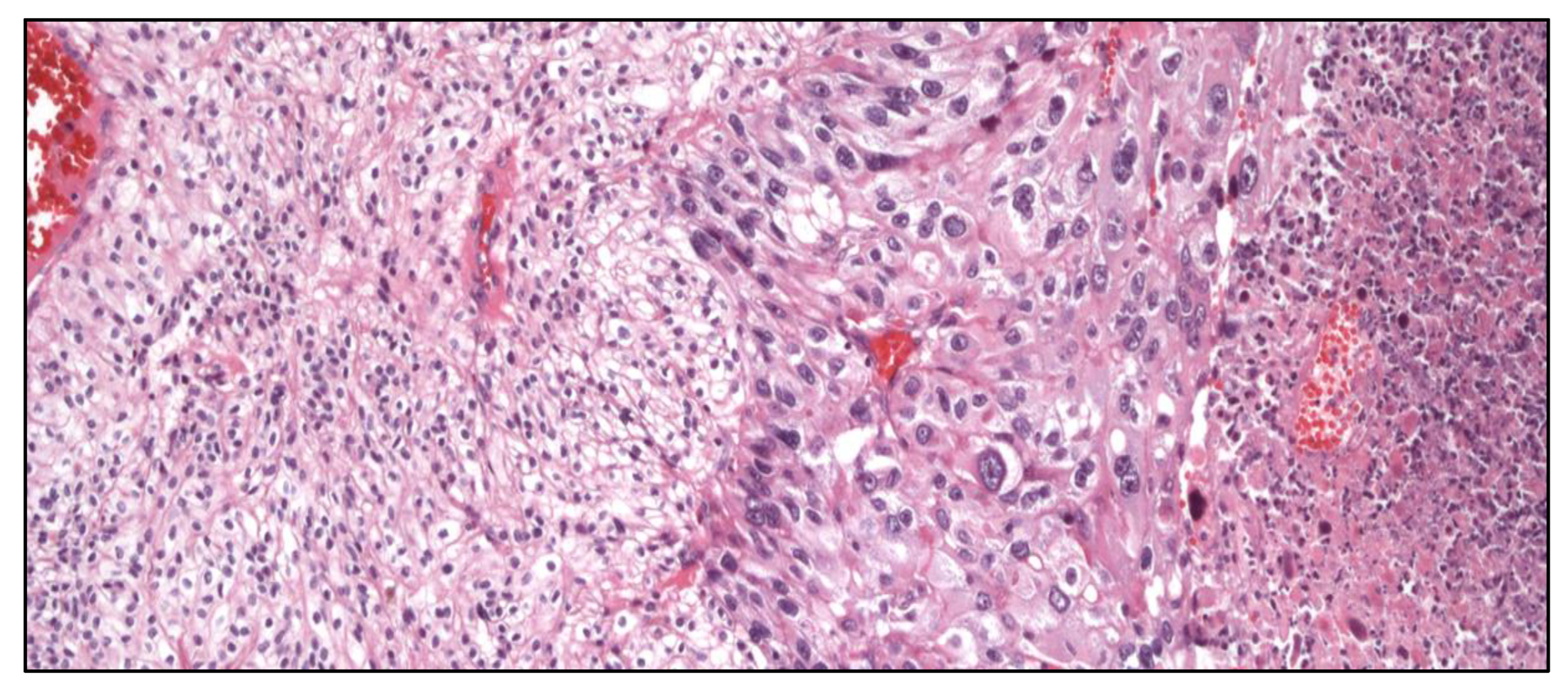 Preprints 151098 g012