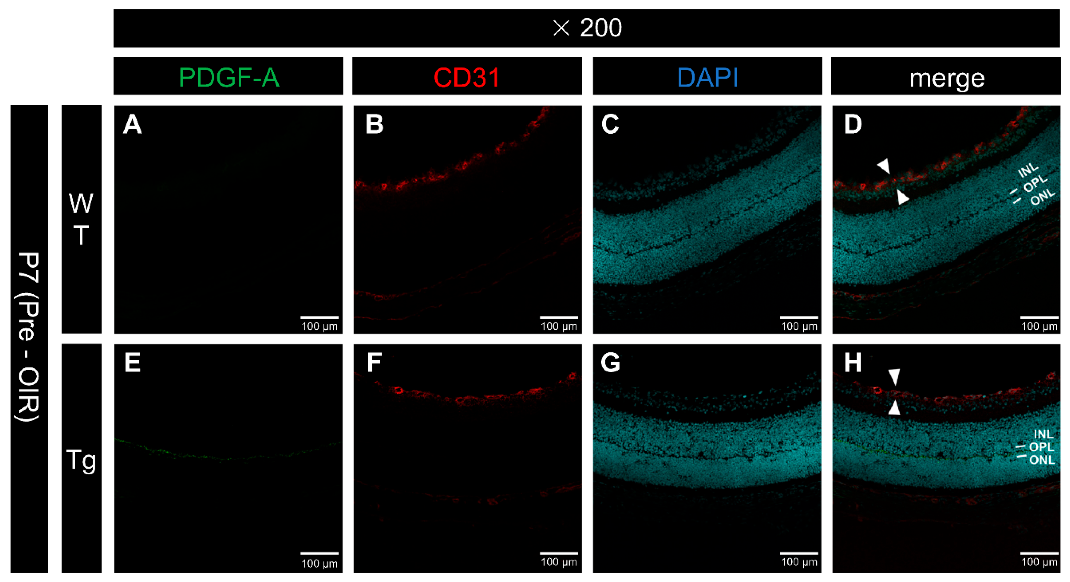 Preprints 139102 g001