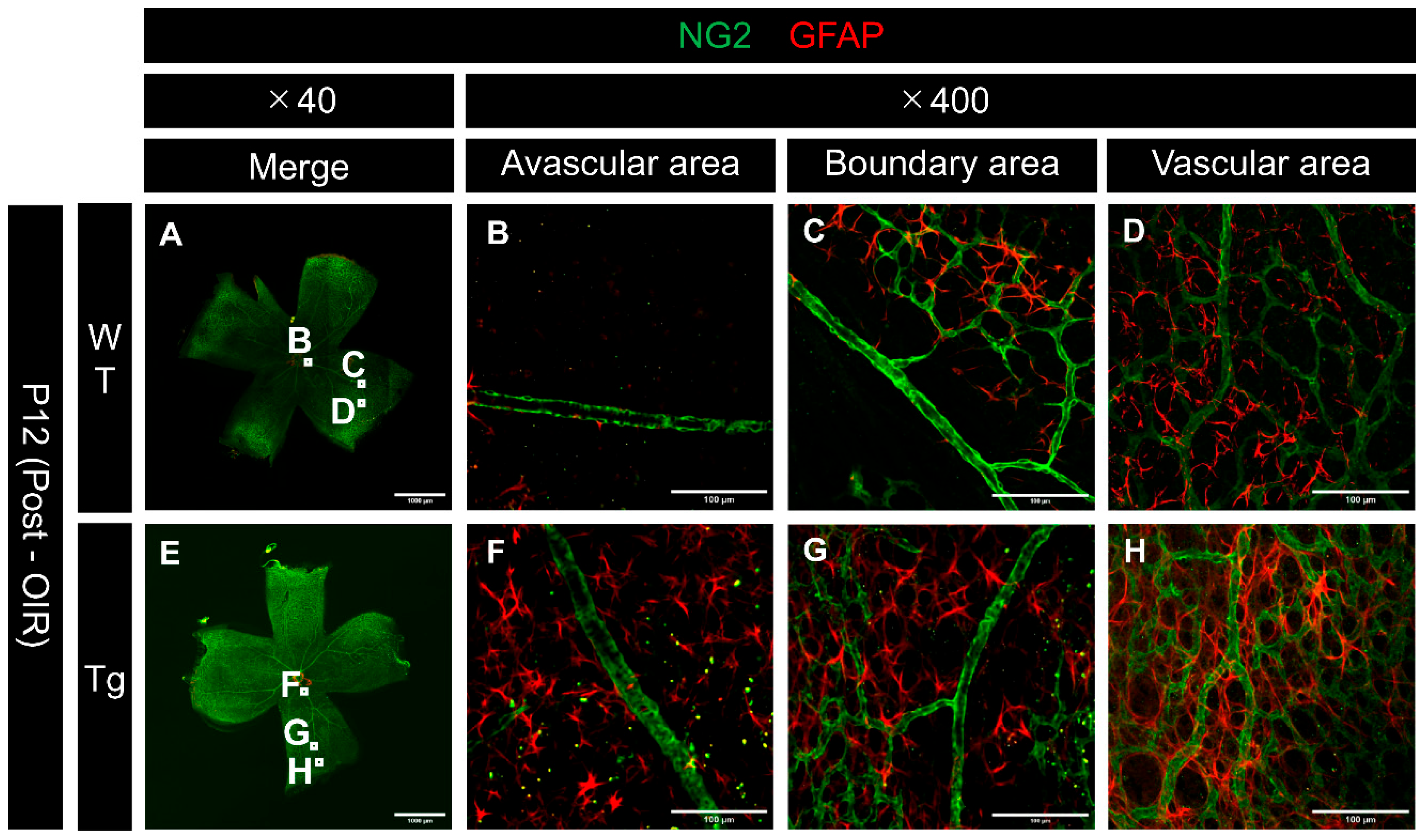 Preprints 139102 g007