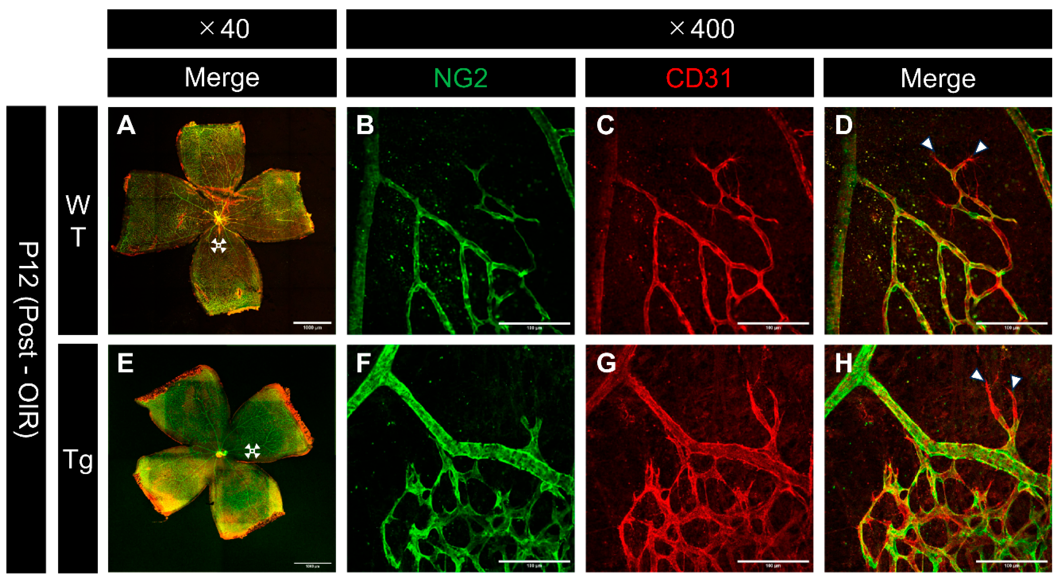 Preprints 139102 g008