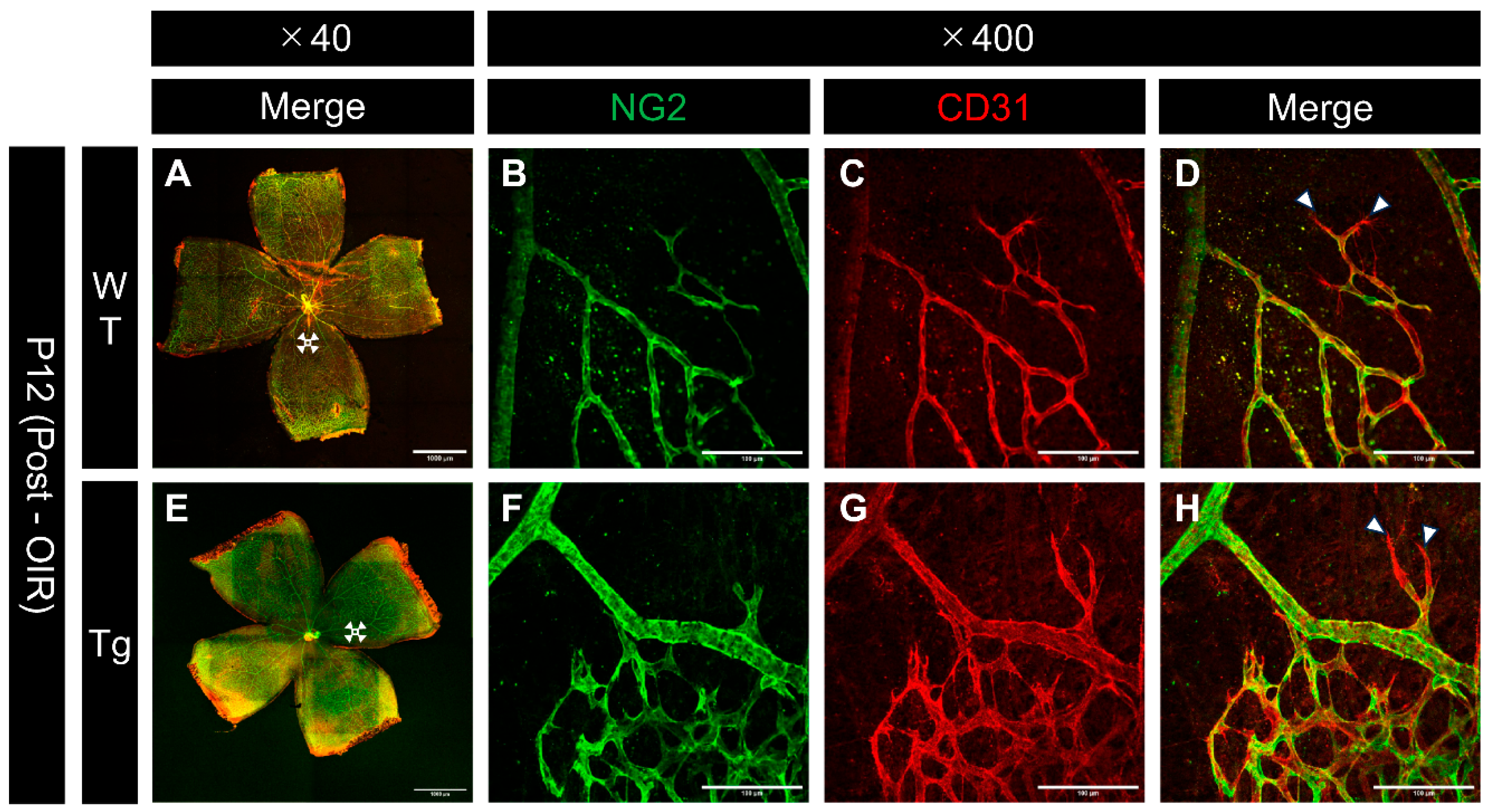Preprints 139102 g009