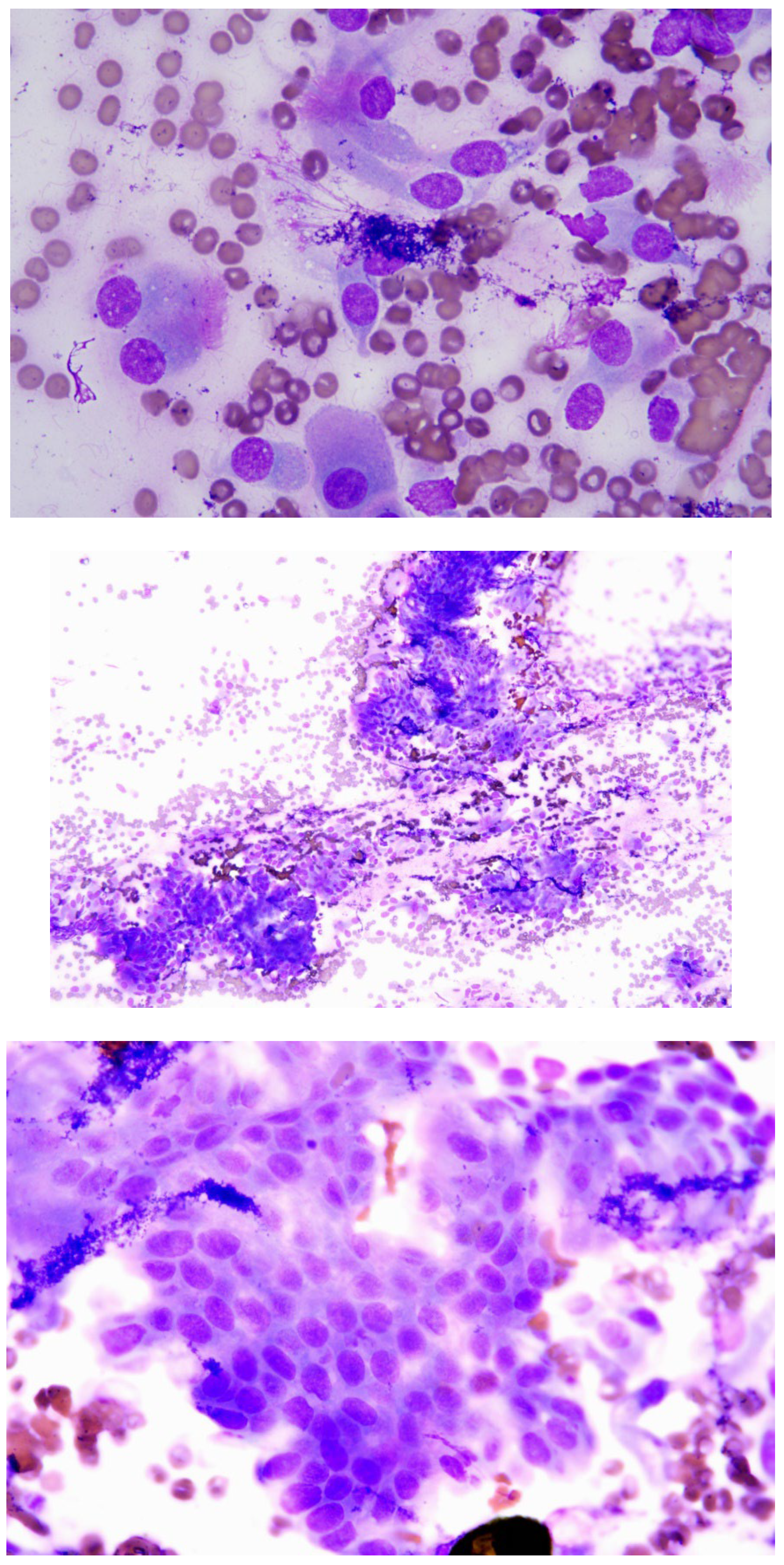 Preprints 117346 g001b