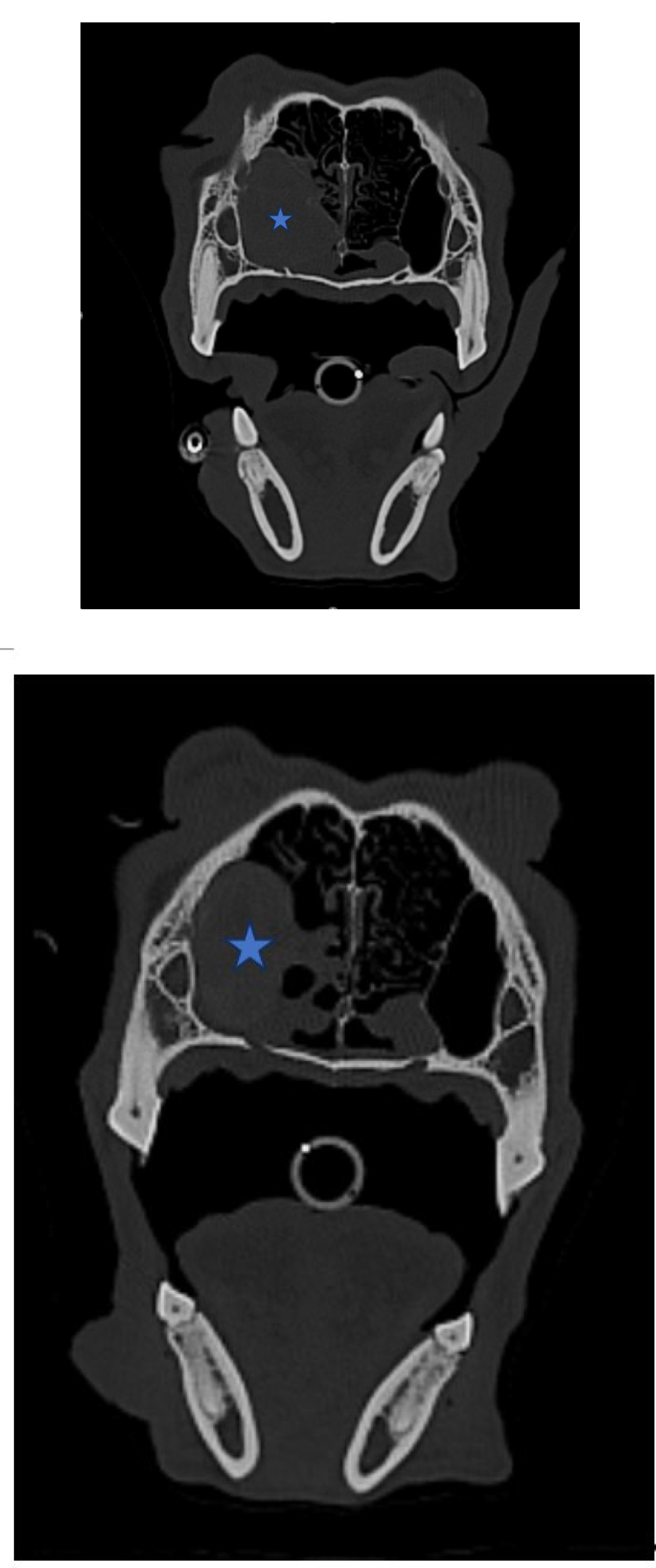 Preprints 117346 g002a