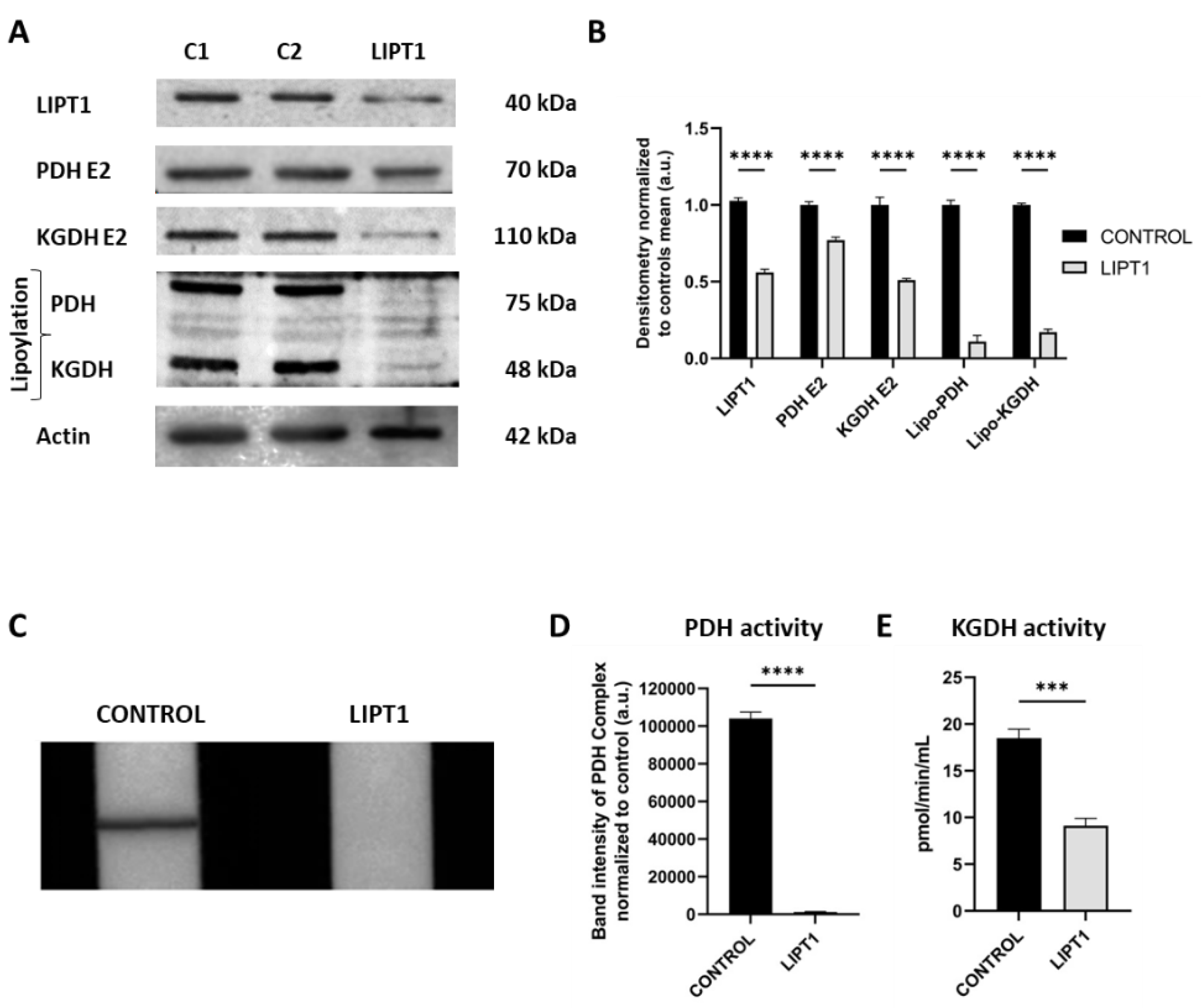 Preprints 112870 g001