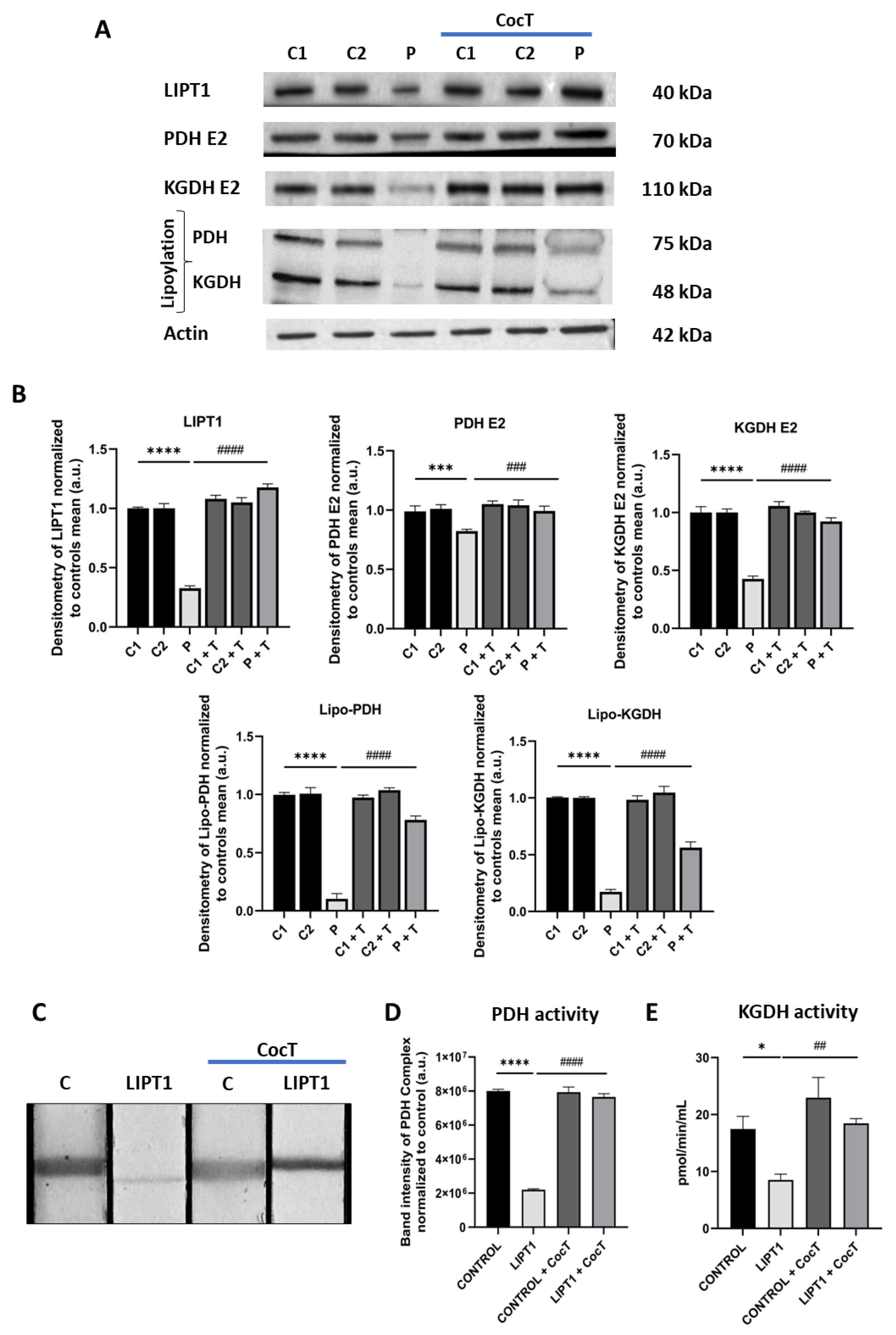Preprints 112870 g005