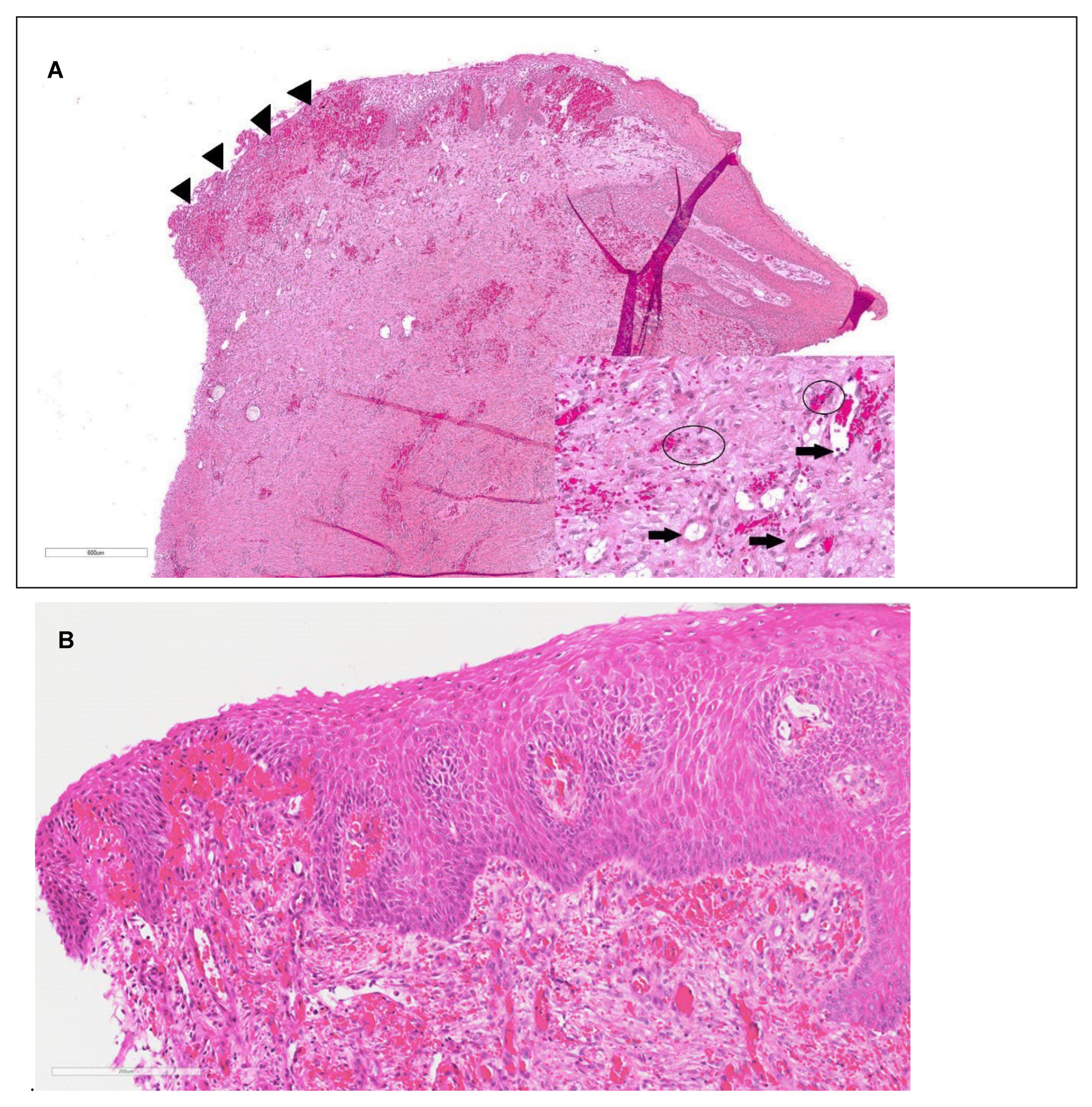 Preprints 177953 g006