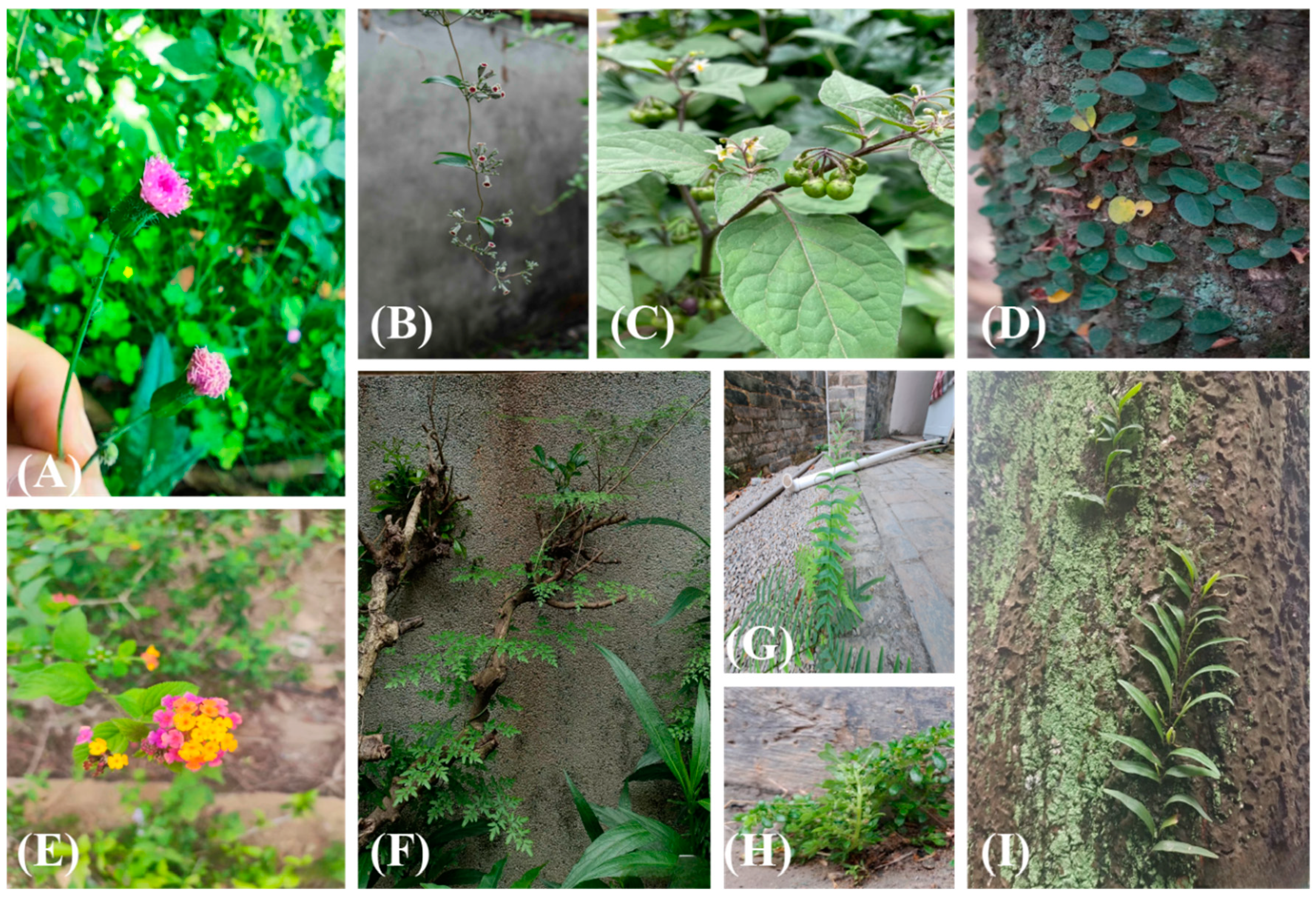 Preprints 142166 g003