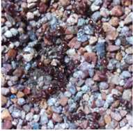 Preprints 189139 i016