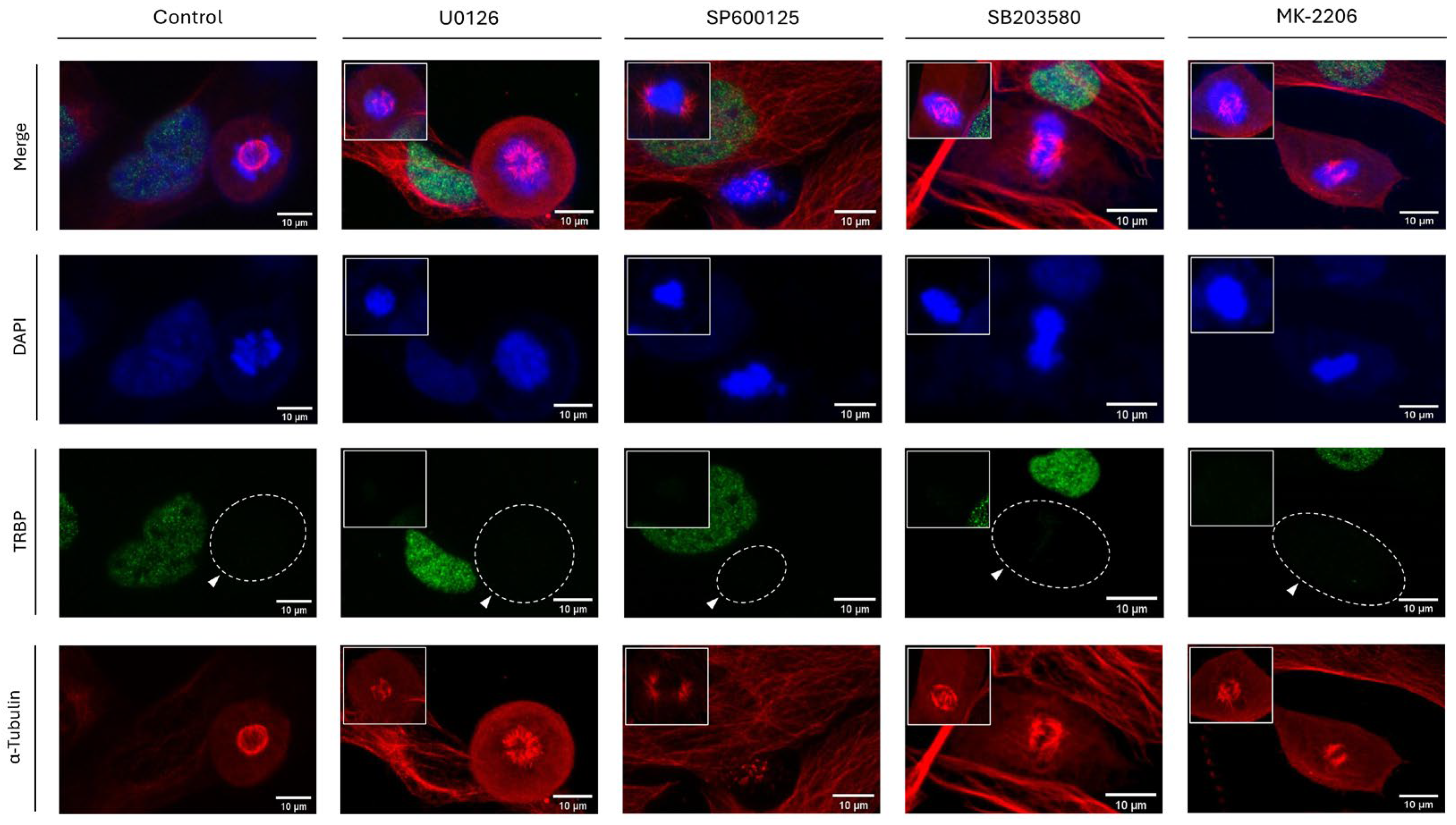 Preprints 120476 g011