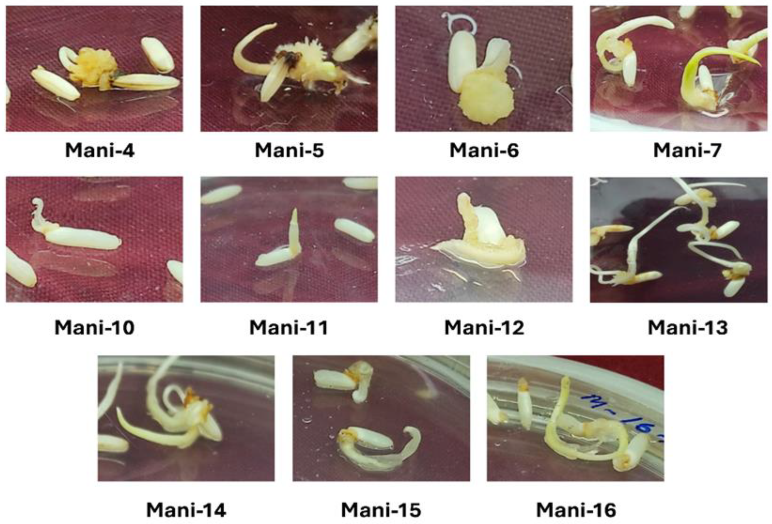 Preprints 190691 g001